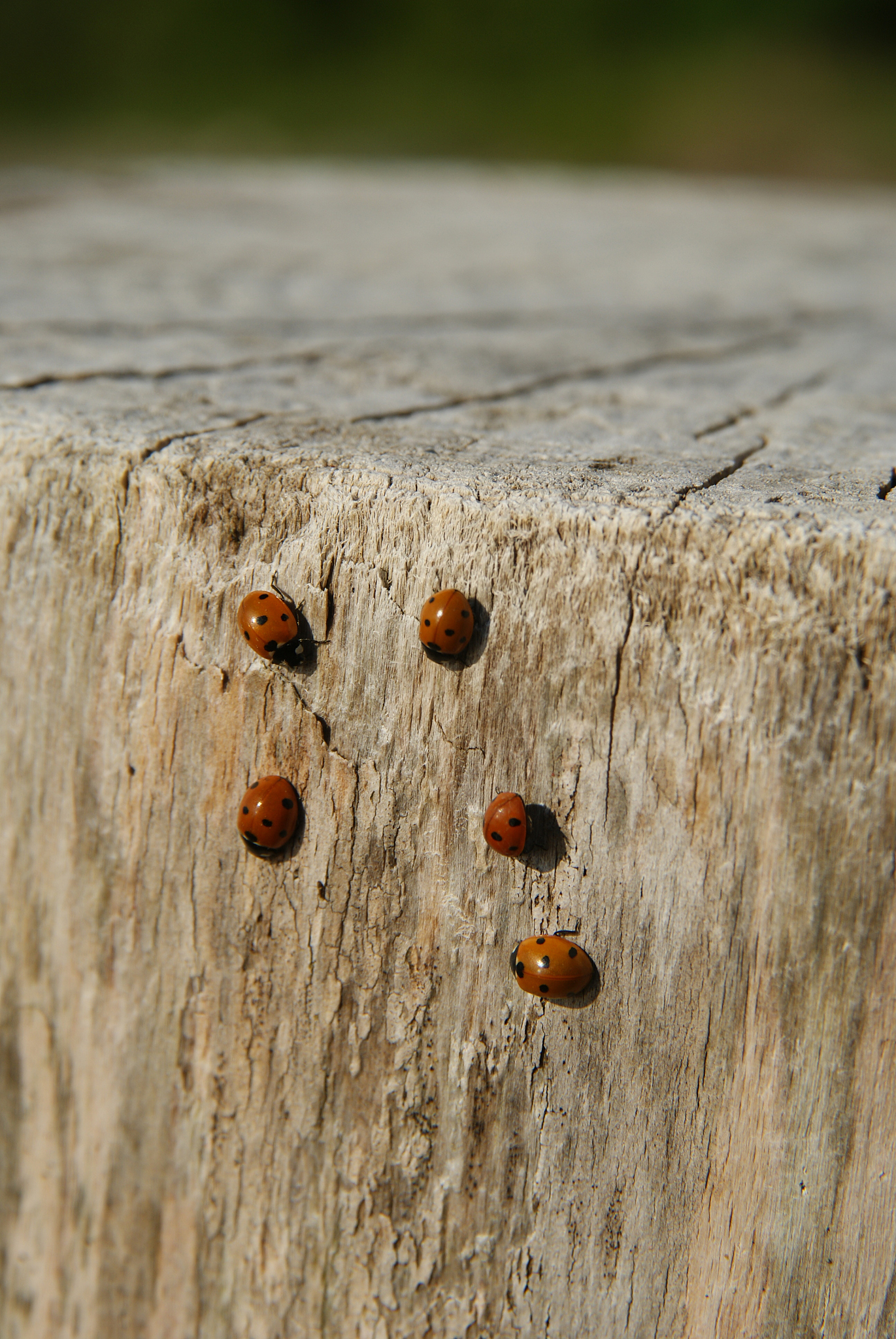 lady bugs on a stump