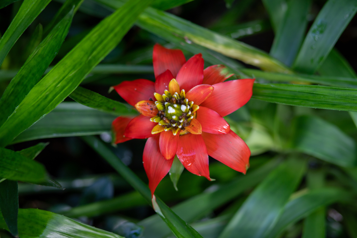 朱顶红花卉介绍：美丽耐寒，易栽培，观赏价值高