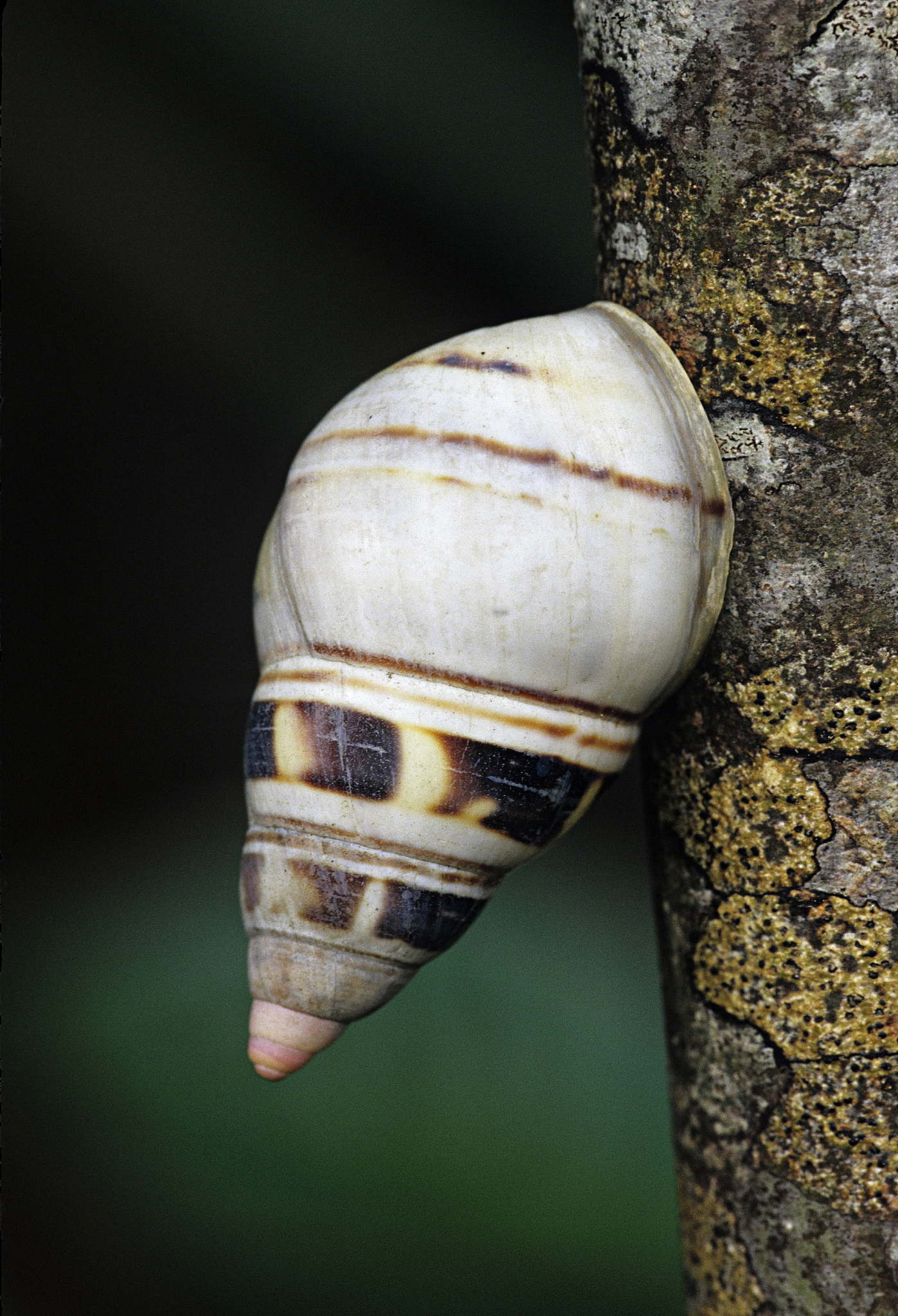 liguus tree snail. rare tree snail, 50 varieties. hardwood hammo