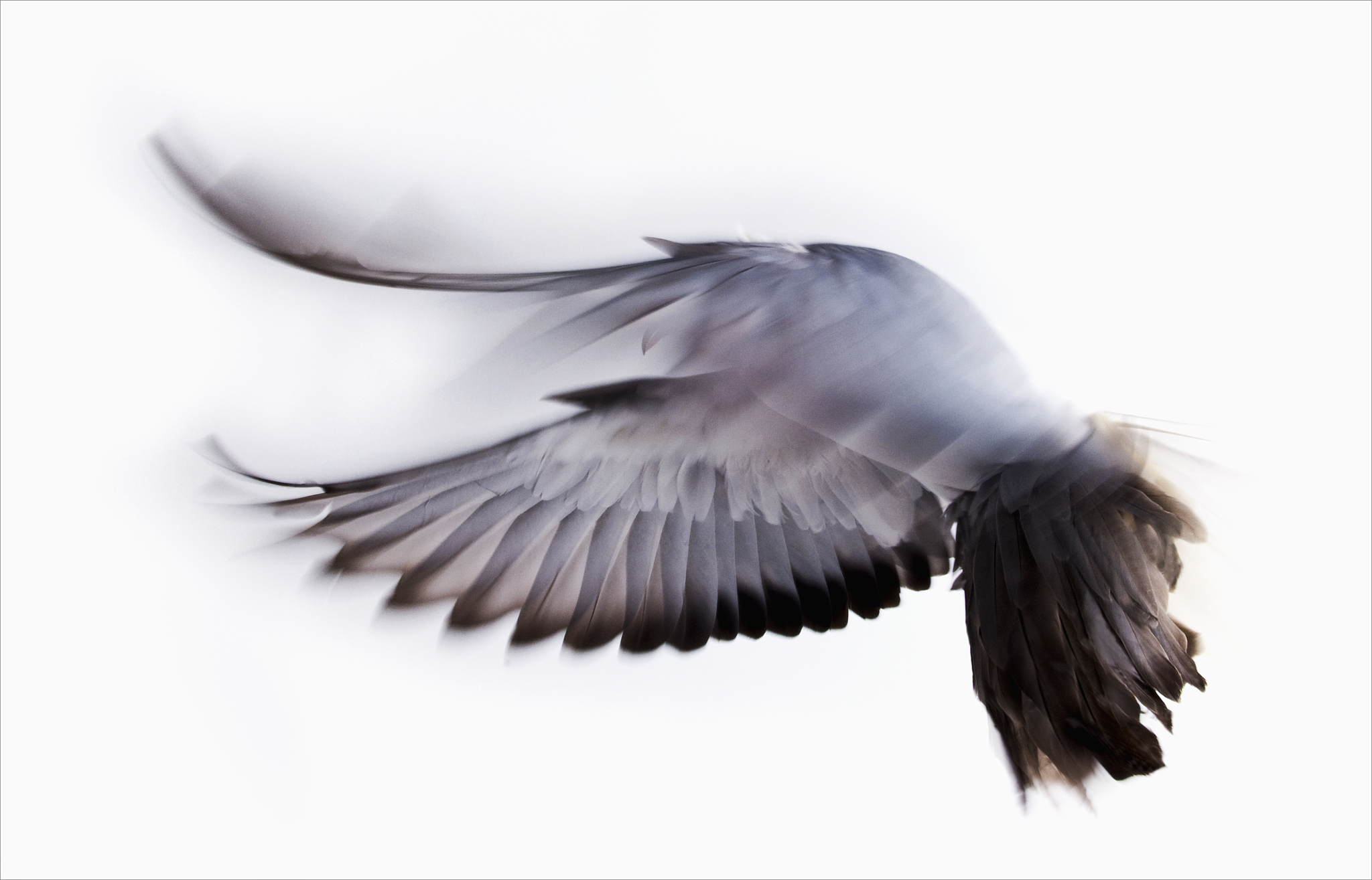 fancy pigeon
