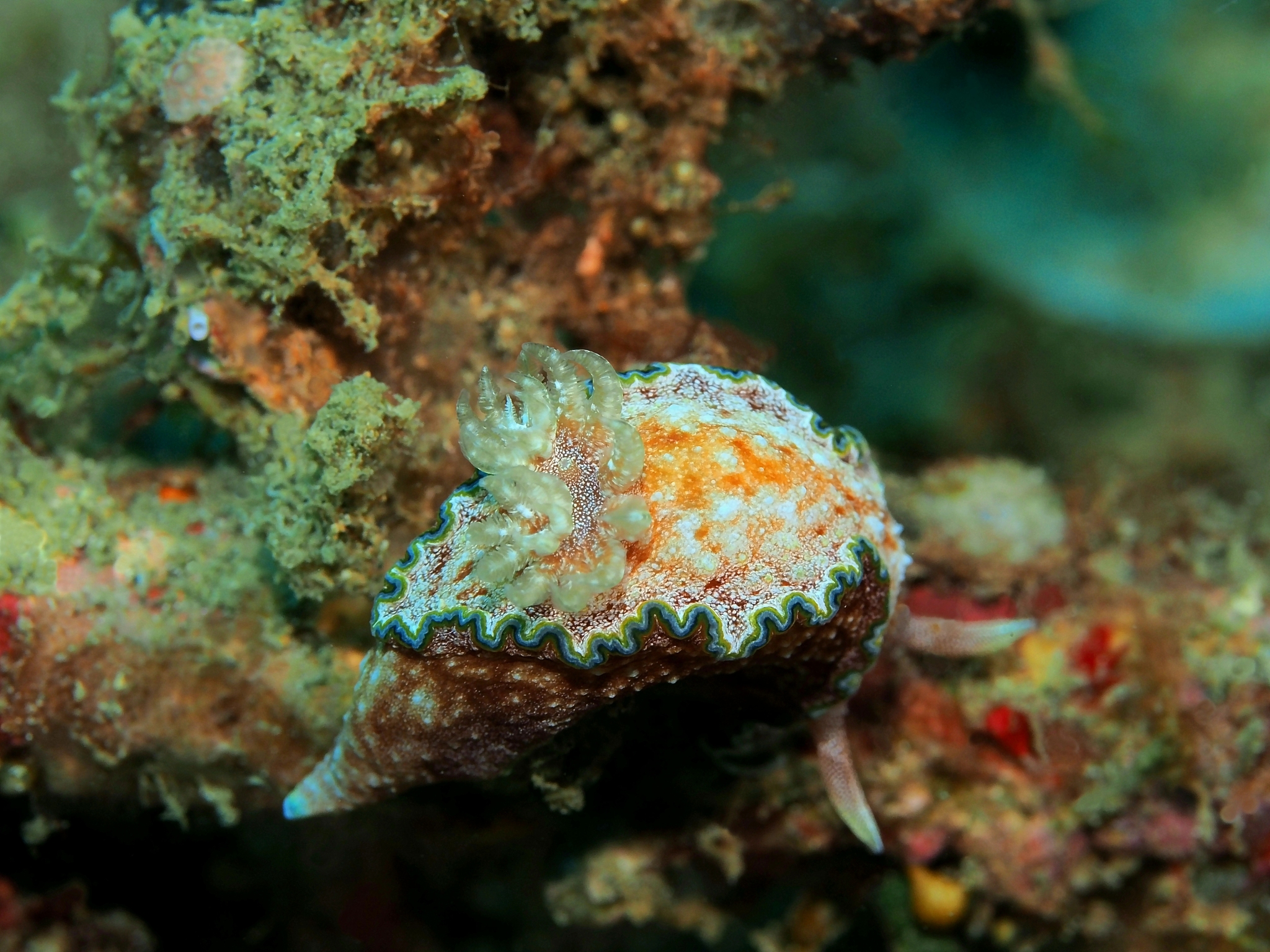 sea slug