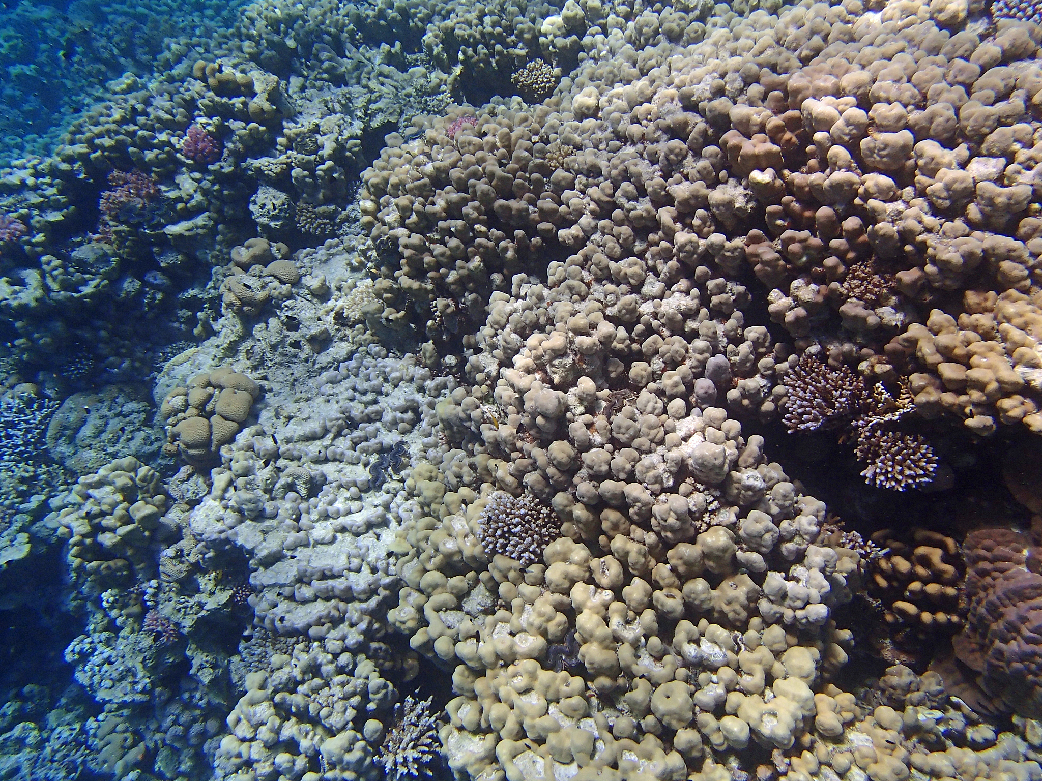 微生物解决海洋石油分解问题的结论