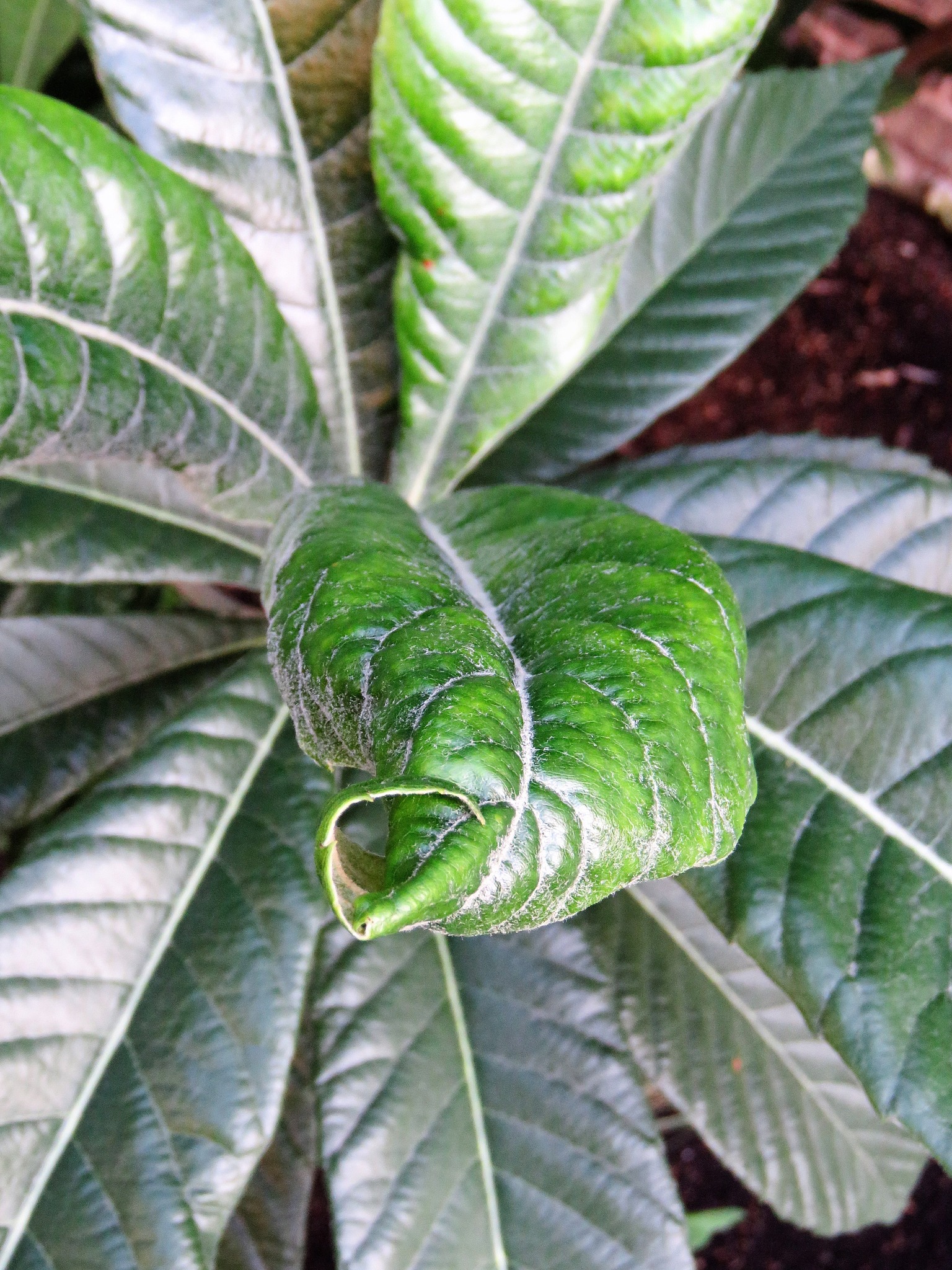 leaf uncurling