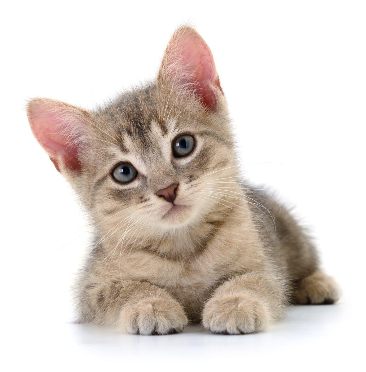 关于猫咪各部位温度的介绍