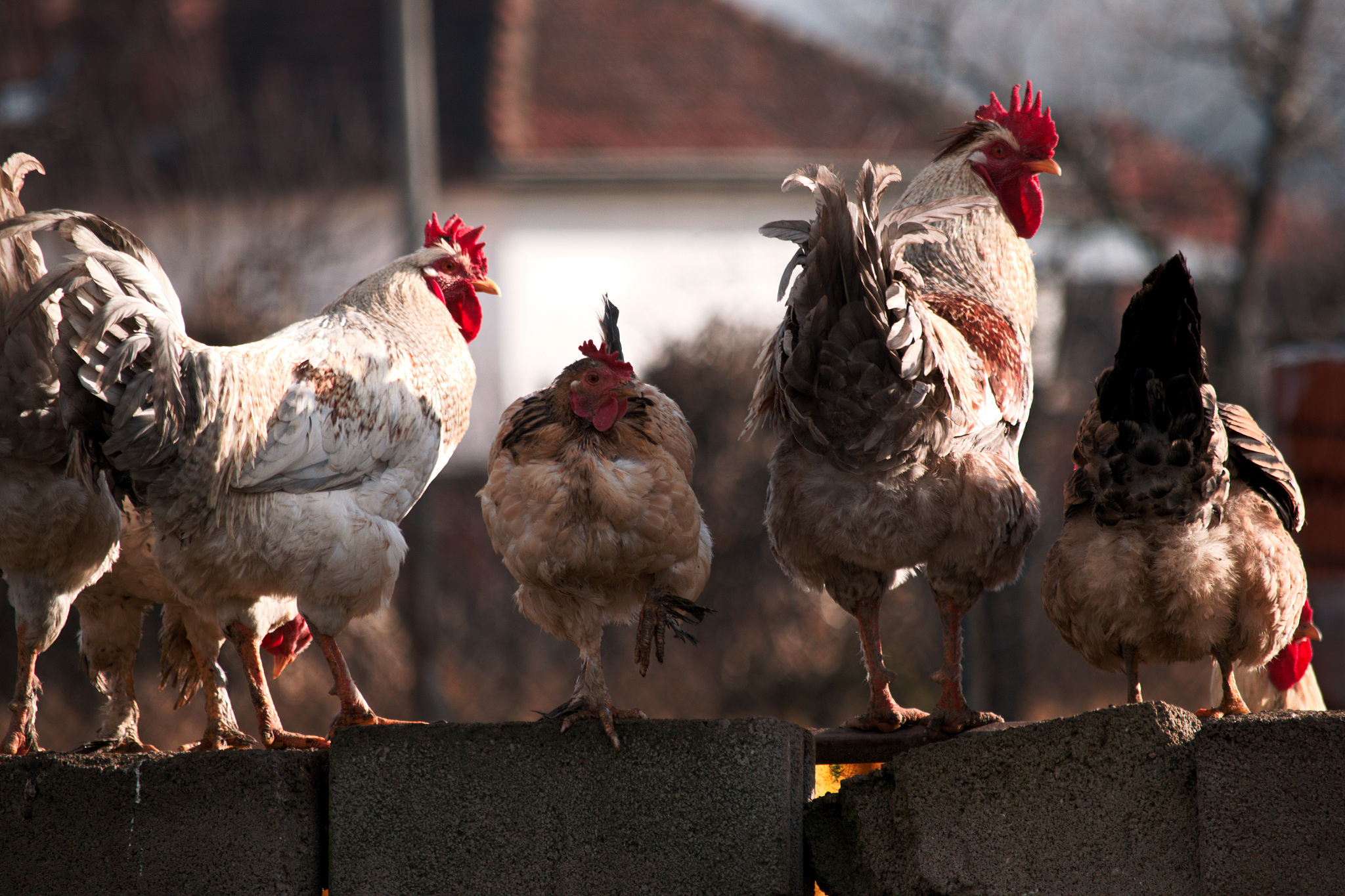 Journal of Applied Poultry Research: 家禽科学领域的领先期刊