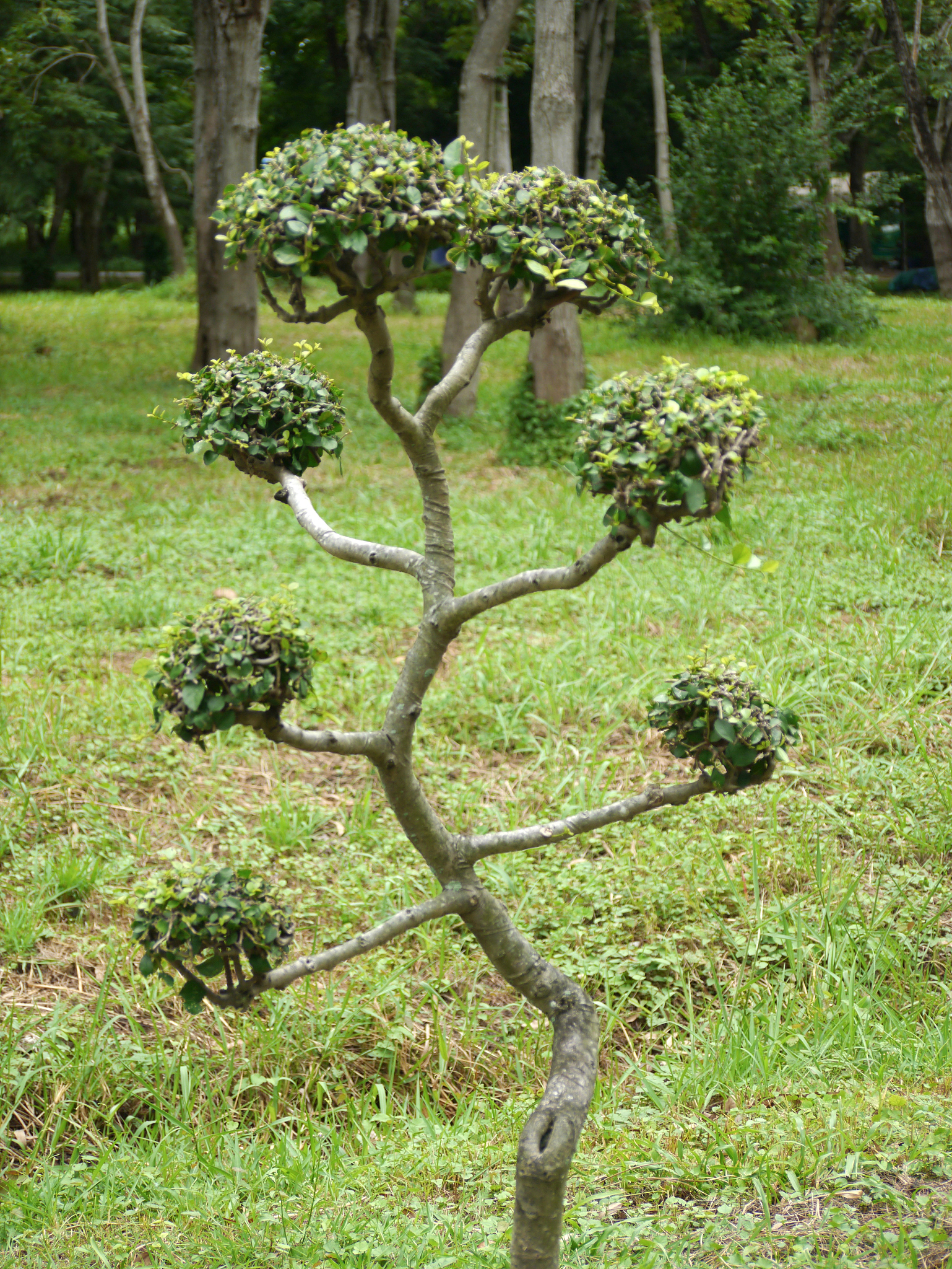 北京房山适合种植的文玩品种推荐