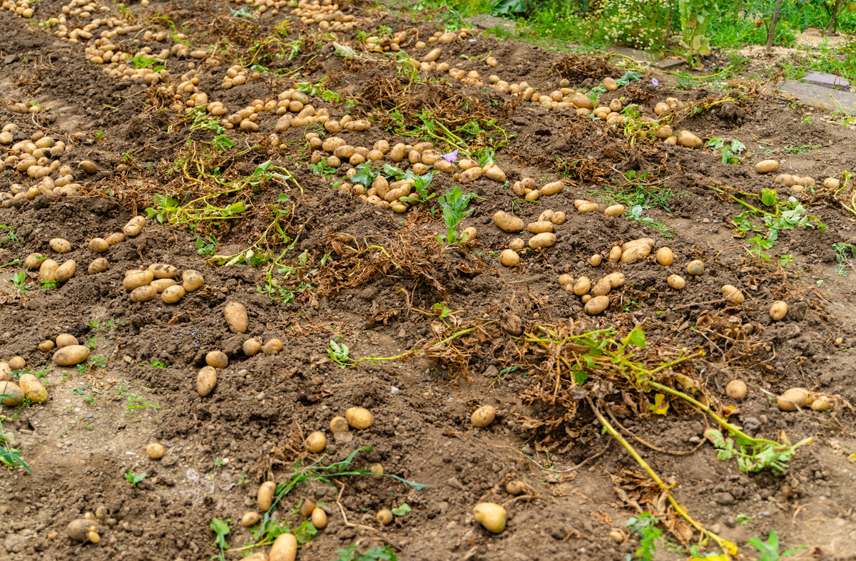 土豆耐寒种植技巧：如何让土豆更抗冻？