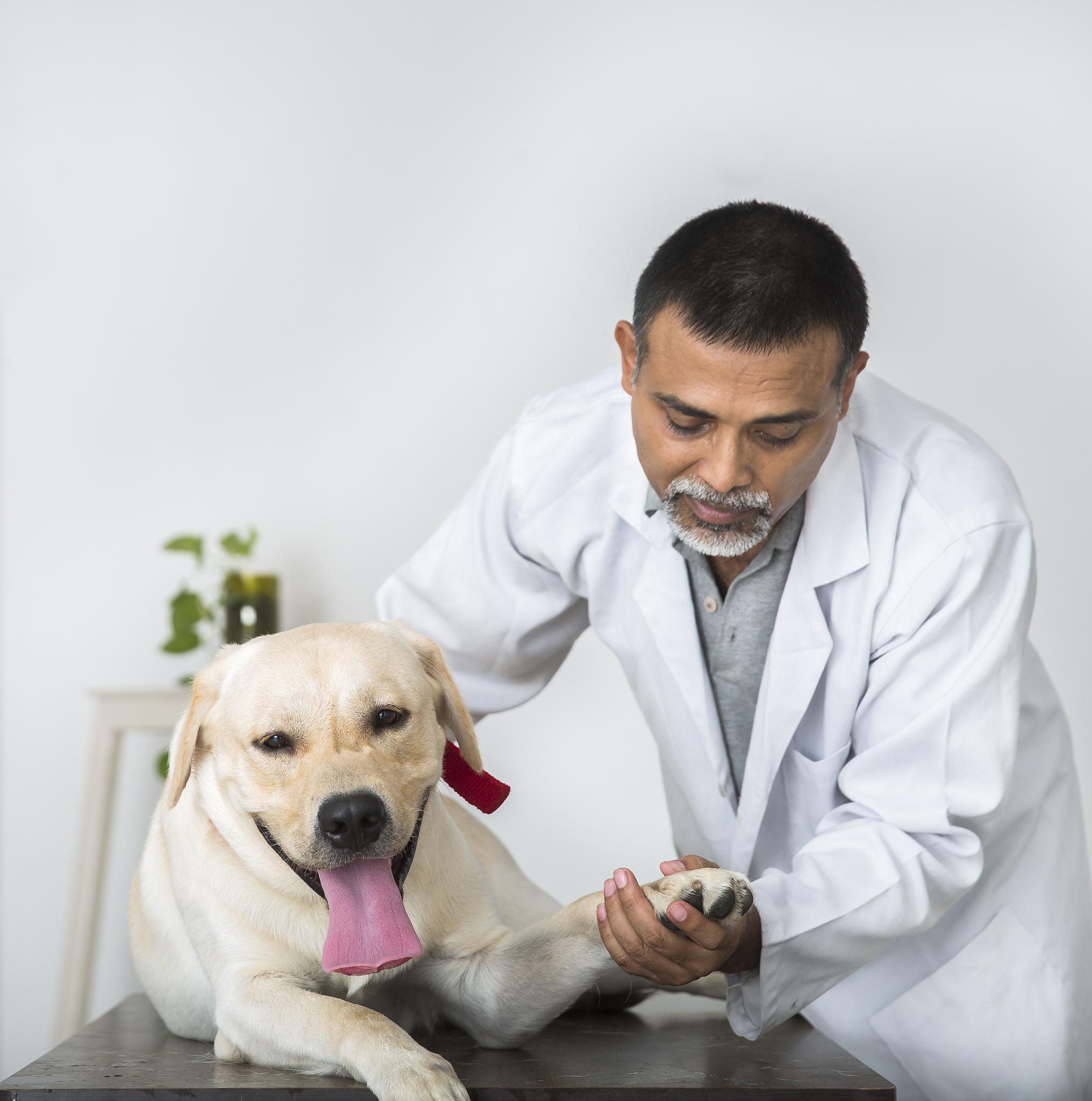 VETERINARY PARASITOLOGY期刊：兽医寄生虫学研究者的必读期刊