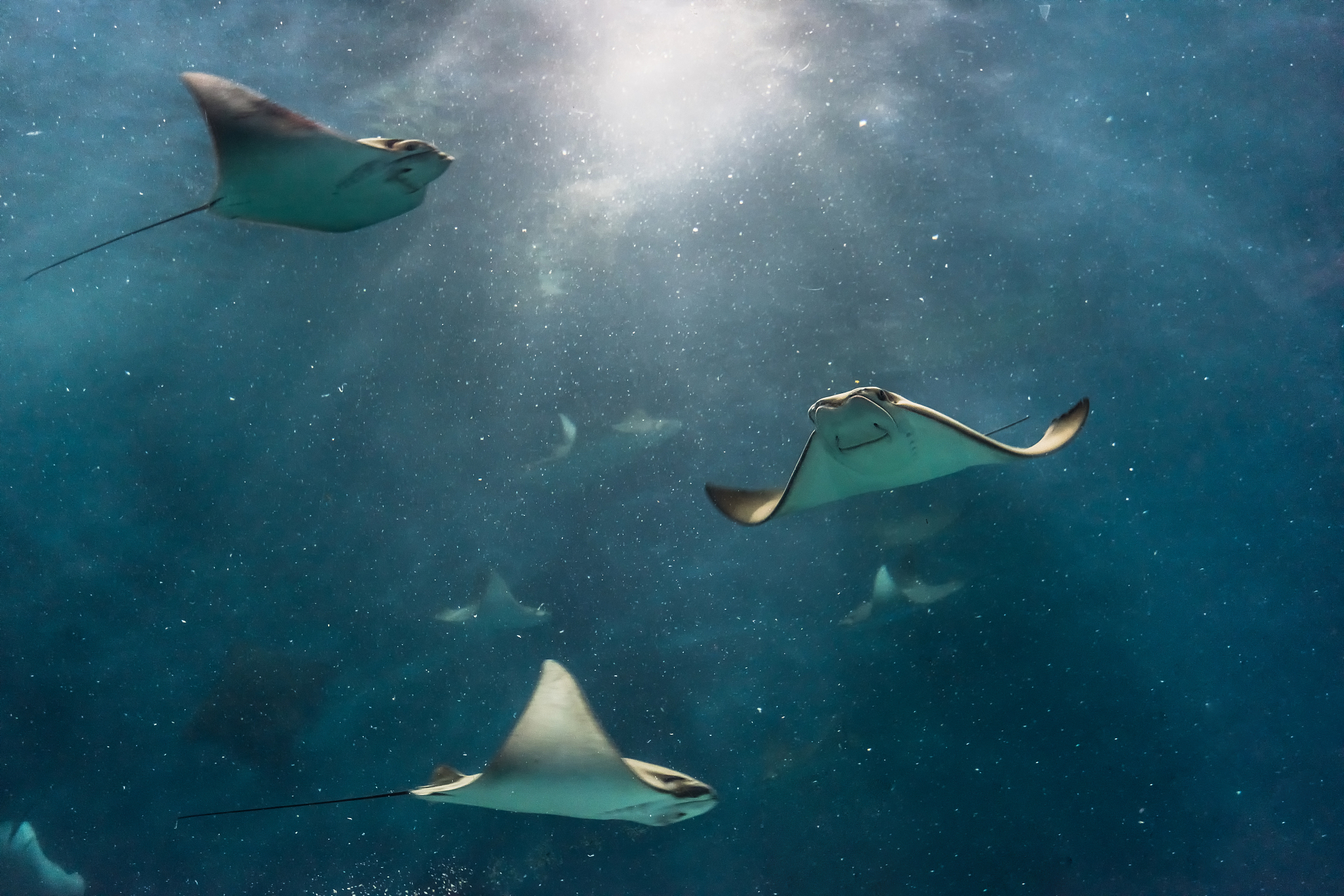 stingray in the aquarium