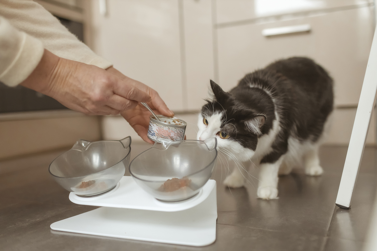 铲屎官必看！10个超火爆的猫咪话题，总有一款戳中你
