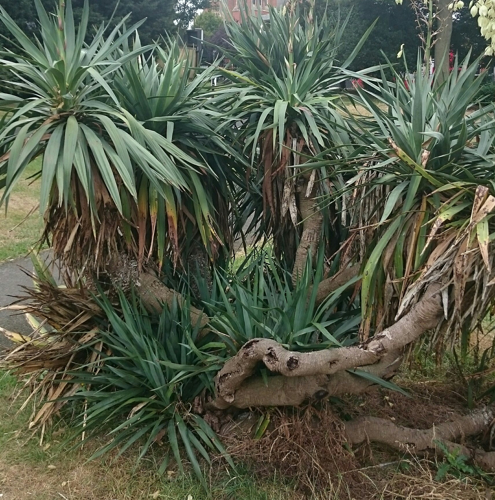 最耐寒的棕榈科植物：适合寒冷地区的5种选择