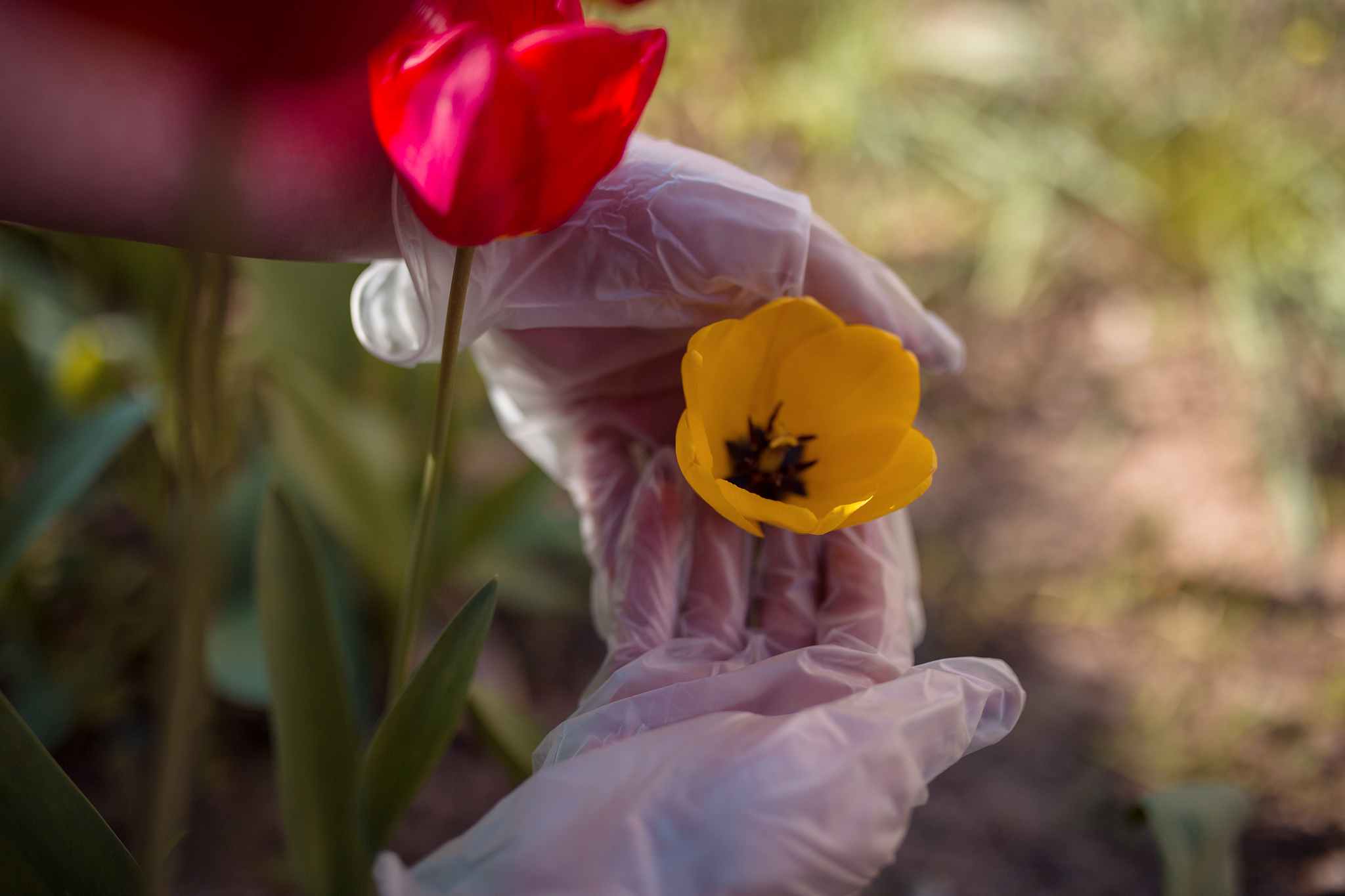 hands with protective gloves holding flowers during the pandemic