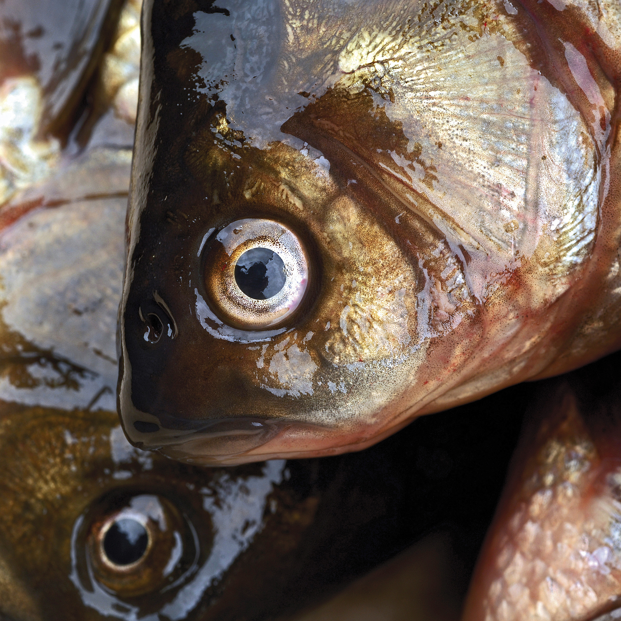 列出以下鱼类的学名、分类地位及特征①江团②黄鳝③鲈鱼④大黄鱼⑤带鱼⑥金枪鱼