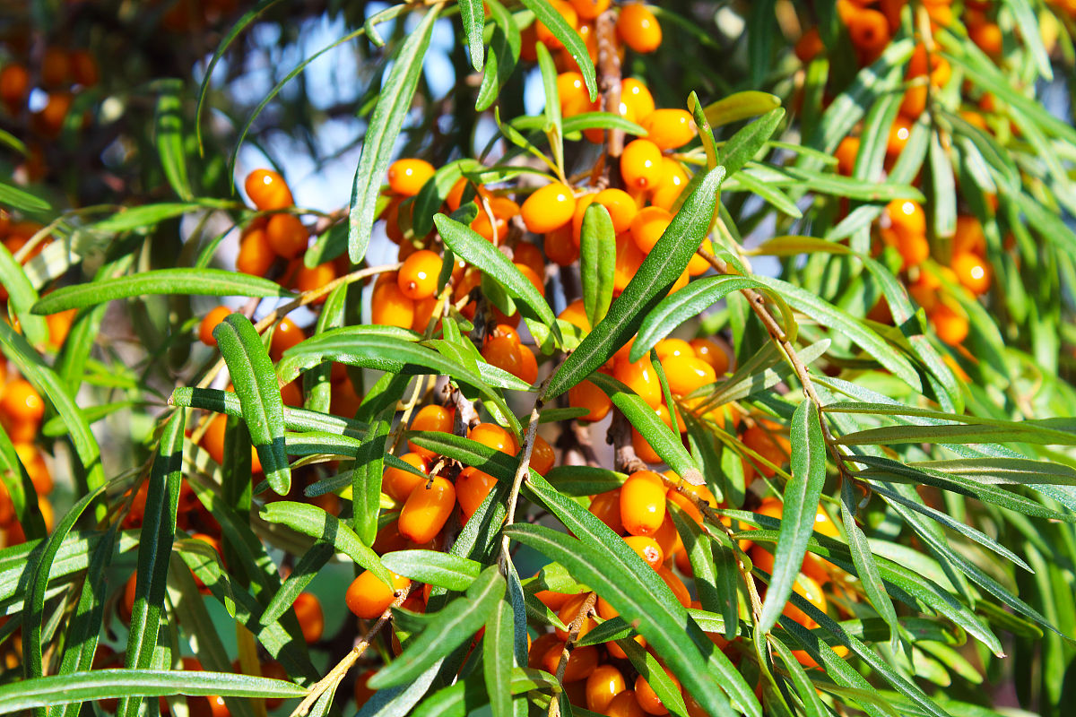 鼎鑫沙棘逆颜水凝蚕丝面膜可以美白吗？