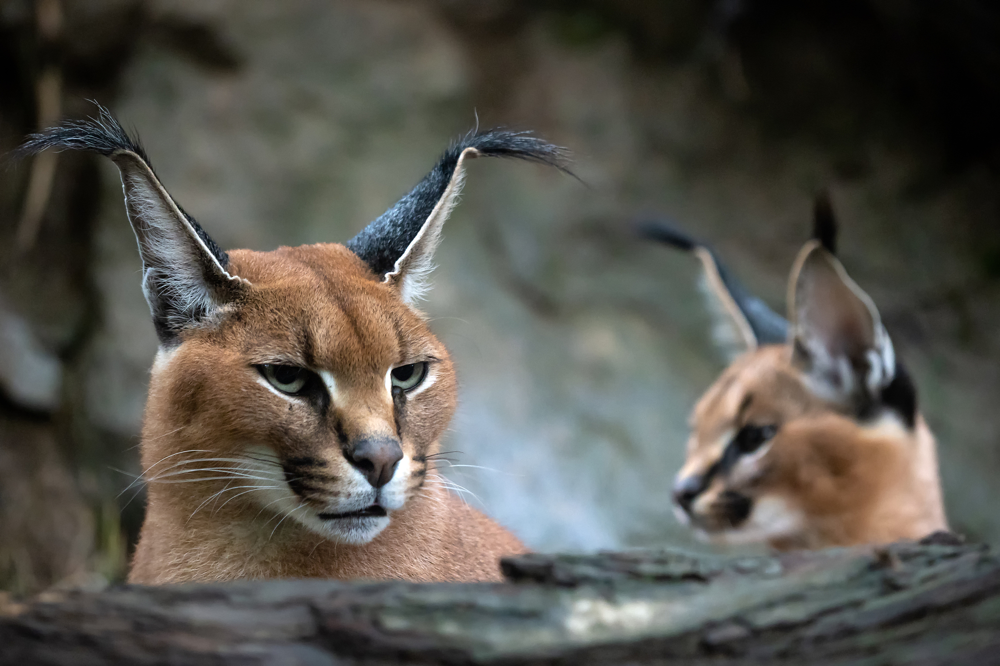 portrait of a female caracal and young caracal in background.