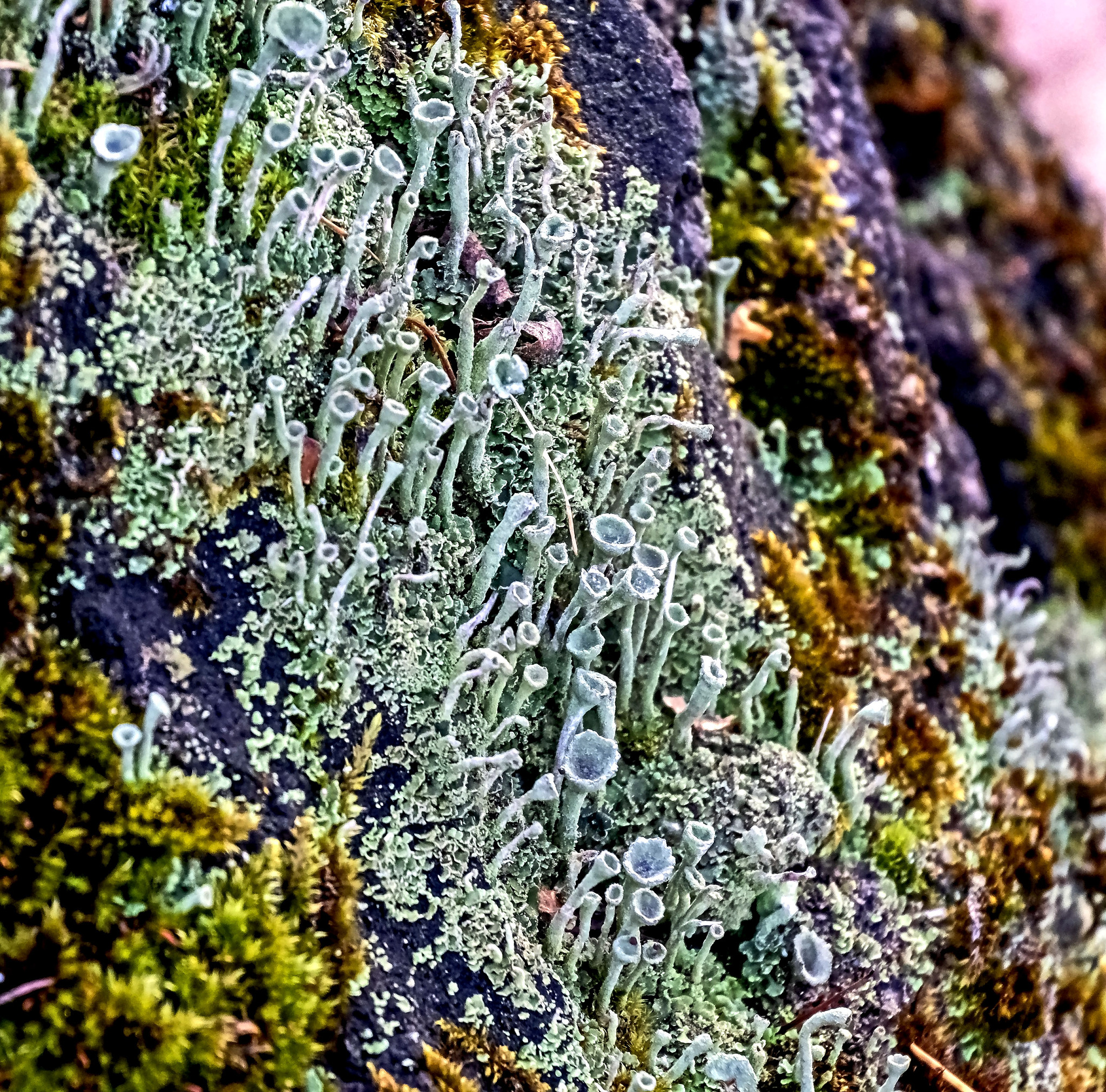 Woeseiaceae：环境和生物技术的重要角色
