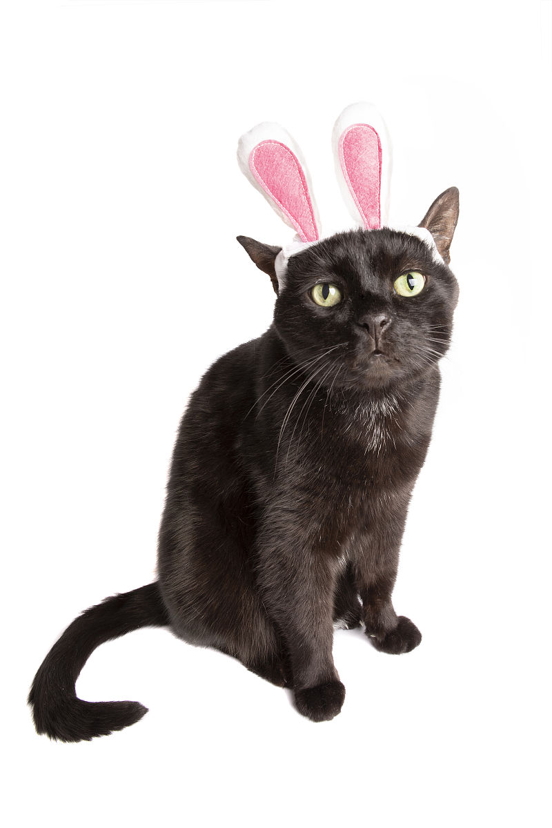 爆笑猫咪短剧：猫咪VS老鼠，谁才是王者？
