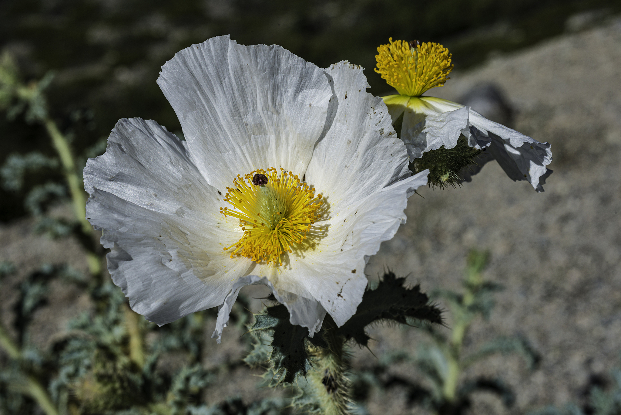 argemone munita is a species of prickly poppy known by the commo