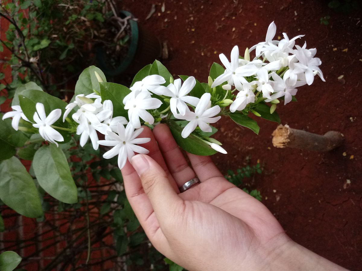 好一朵美丽的茉莉花五线谱