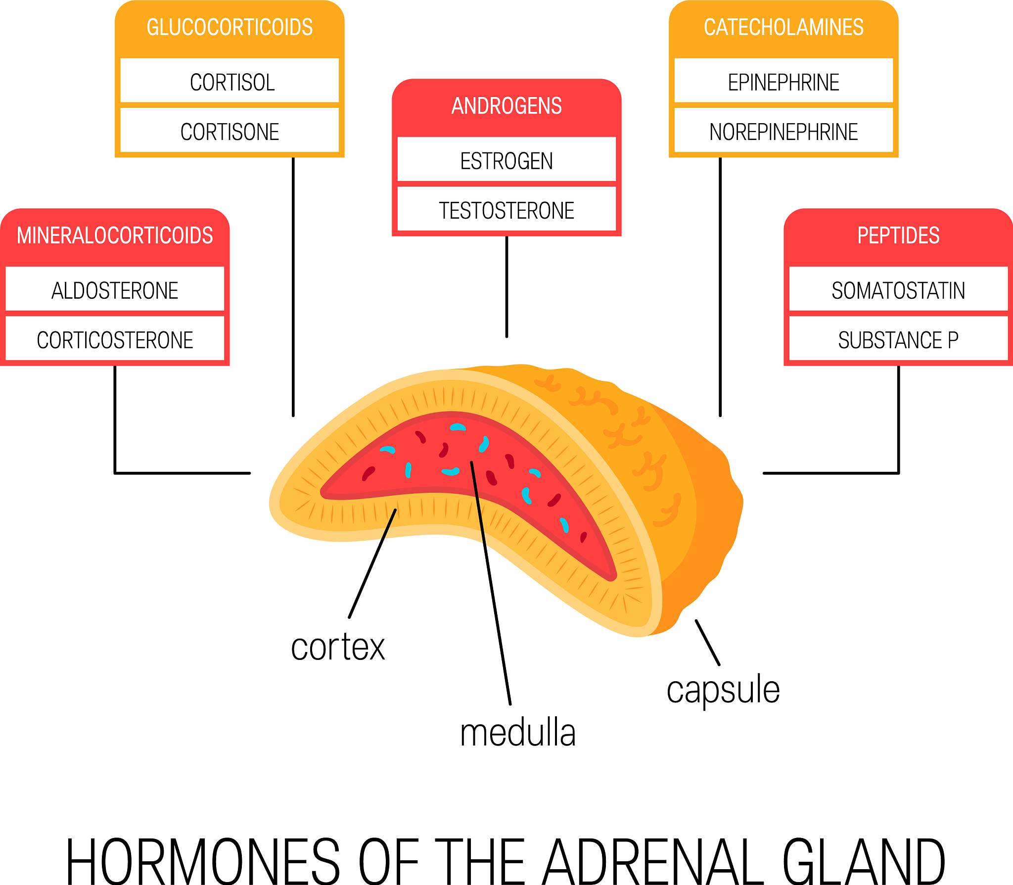 翻译为中文 Background Chronic kidney disease CKD is a frequent under-recognized condition and a risk factor for renal failure andcardiovascular disease Increasing evidence connects non-alcoholic fatty live