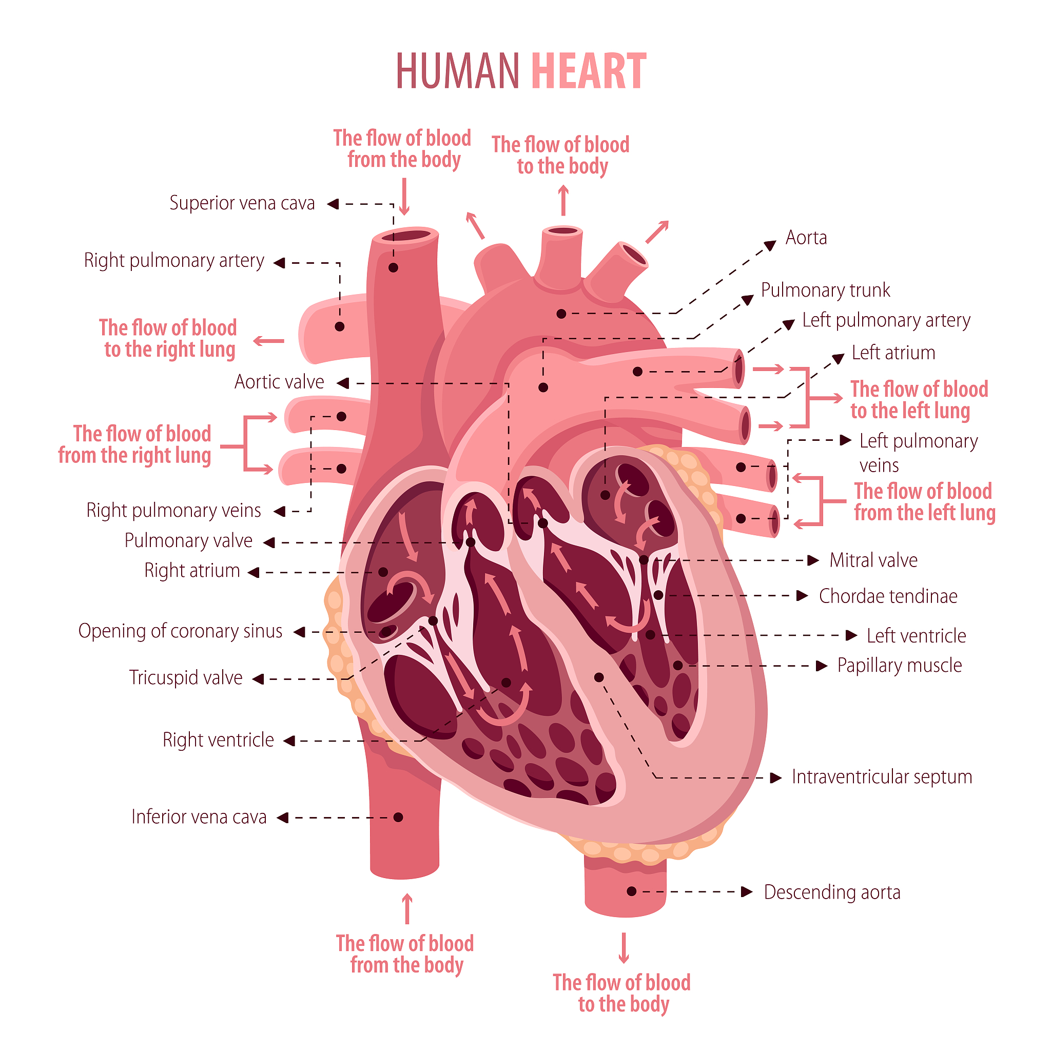人类有几个心脏 a3个 b4个