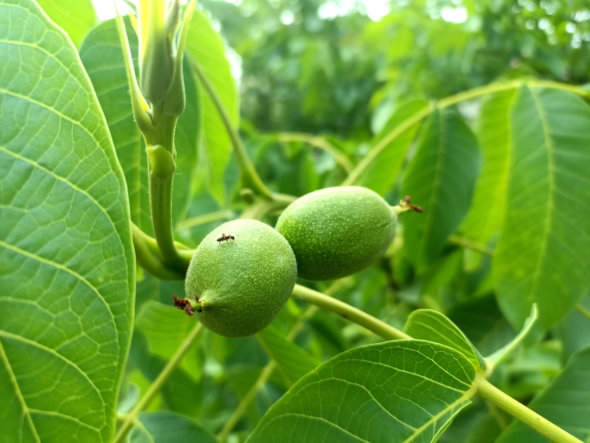 一亩核桃树一年产量多少？核桃产量计算