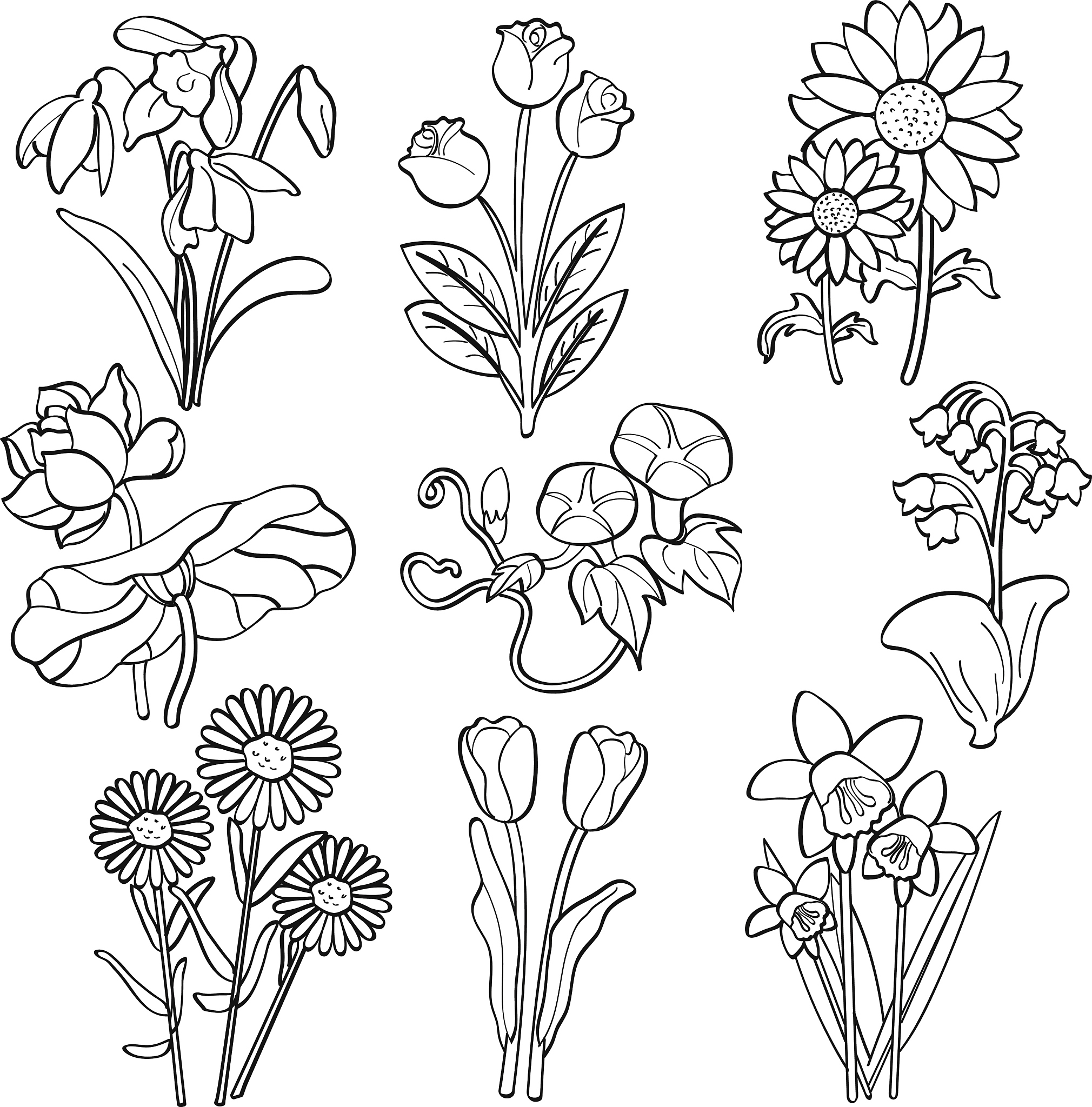 flowers