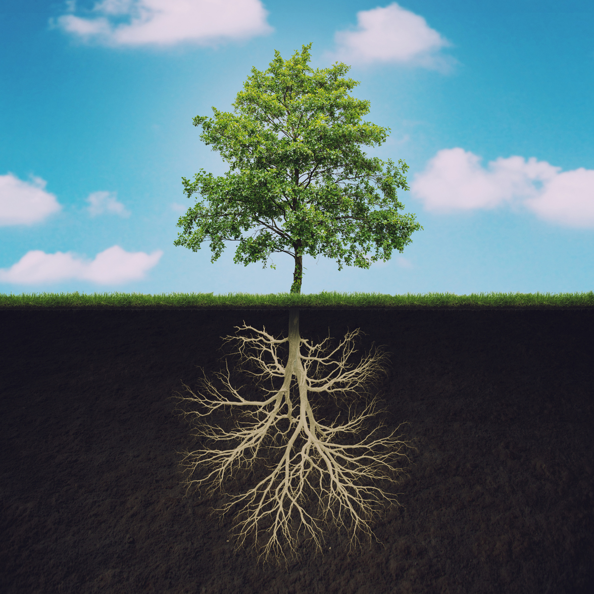 修剪绿化树木对树根的影响:如何避免负面影响 修剪绿化树木对树根的影响:如何避免负面影响