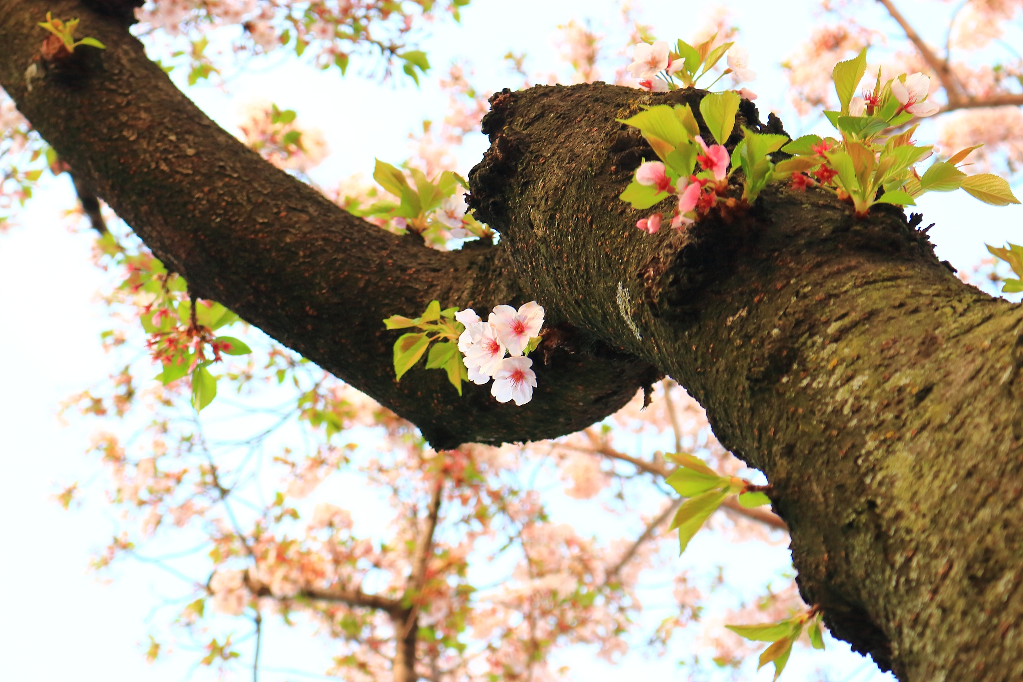 cherry blossoms, spring flowers, flowers, roads, trees, blossoms