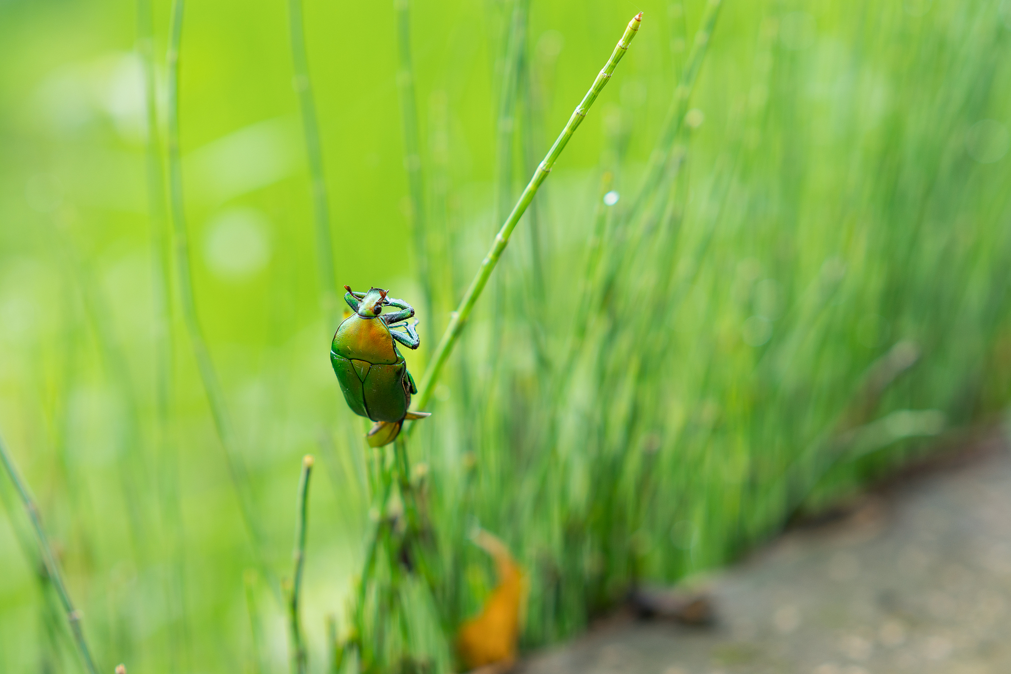 丽梦125、喜鲨125、NS125D 对比:哪款更适合你? 丽梦125、喜鲨125、NS125D 对比:哪款更适合你?