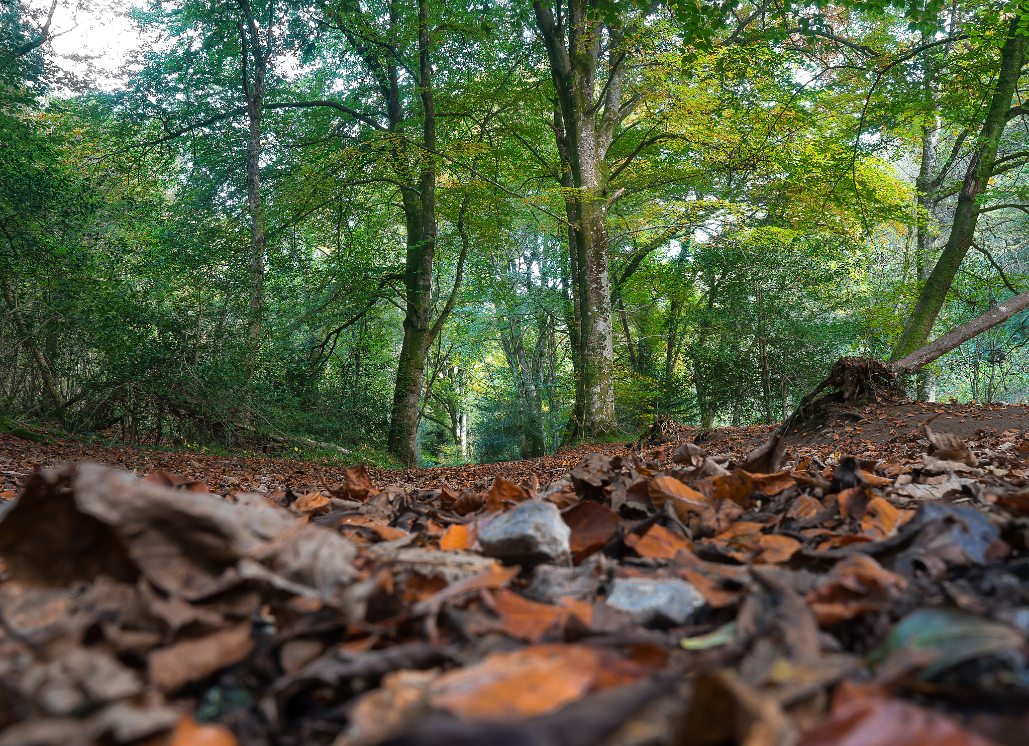 请描写一下夕阳下一座森林里一个垃圾堆旁一位年轻人刚清醒的画面