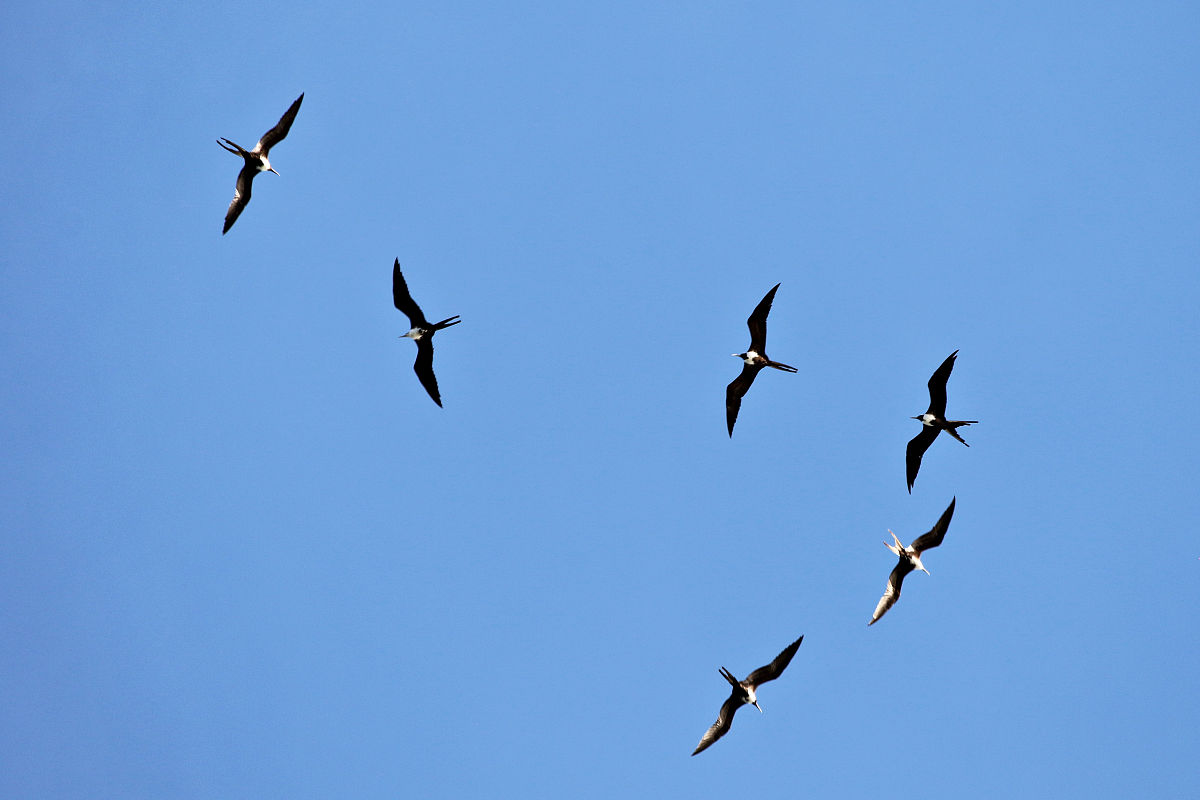 Python 获取 QQ 吉他群信息