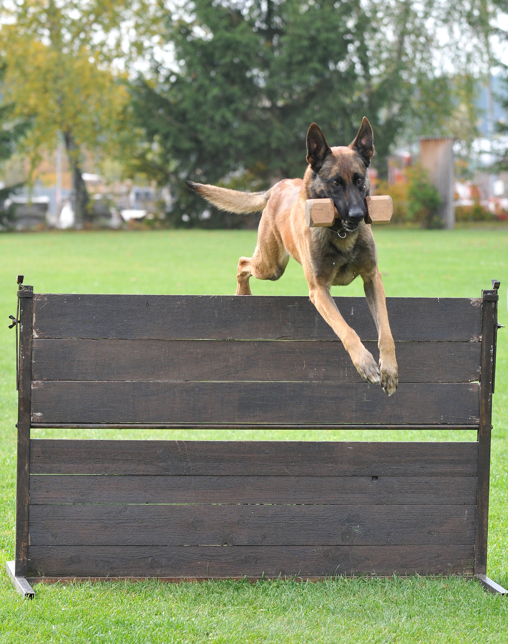 作为一名专业的沃尔玛跨境电商平台卖家请根据以下产品信息帮我整理概况一份产品详情描述符合美国当地语言习惯突出卖点单词数在150个以内。Sturdy and Decorative Crafted with a durable wooden frame of exceptional quality our dog ramp offer robustness and dependability White