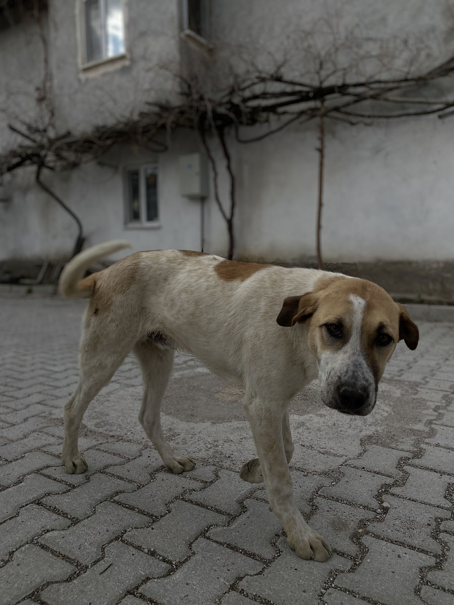 犬先天性静止性夜盲发病率