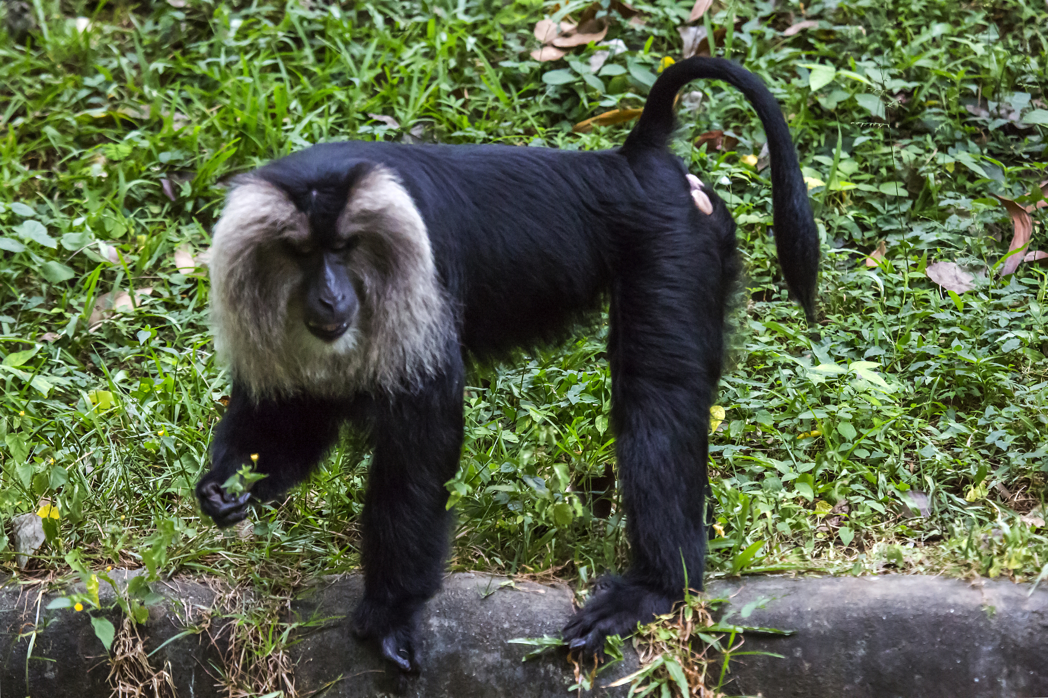 lion-tailed macaque (macaca silenus)