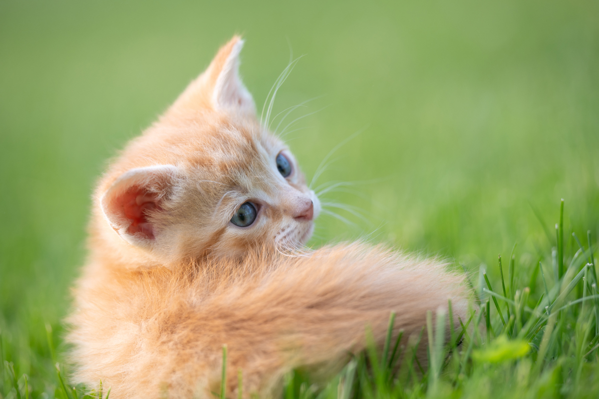 我是猫：一只爱玩爱闹的猫咪的生活
