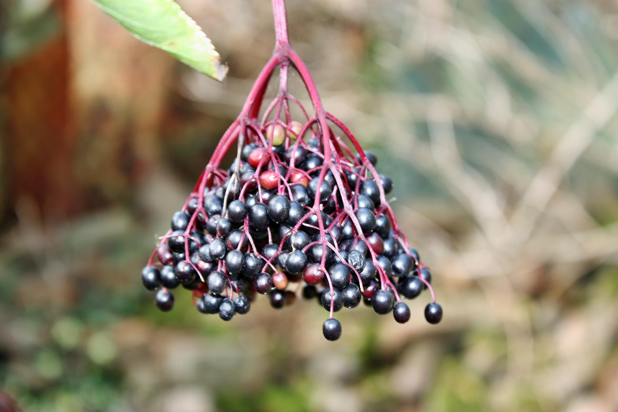 elderberry fruit