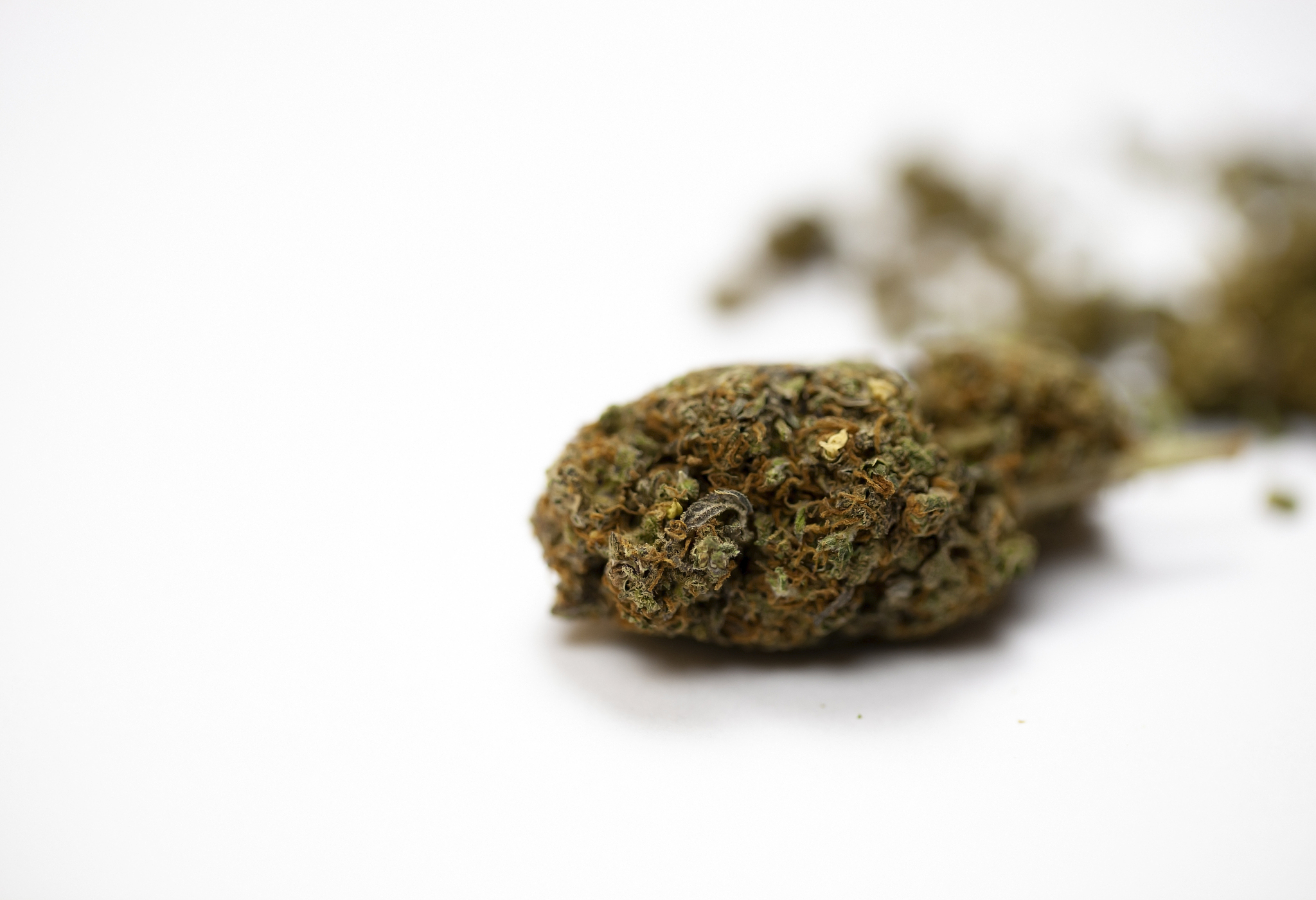marijuana on white background close up