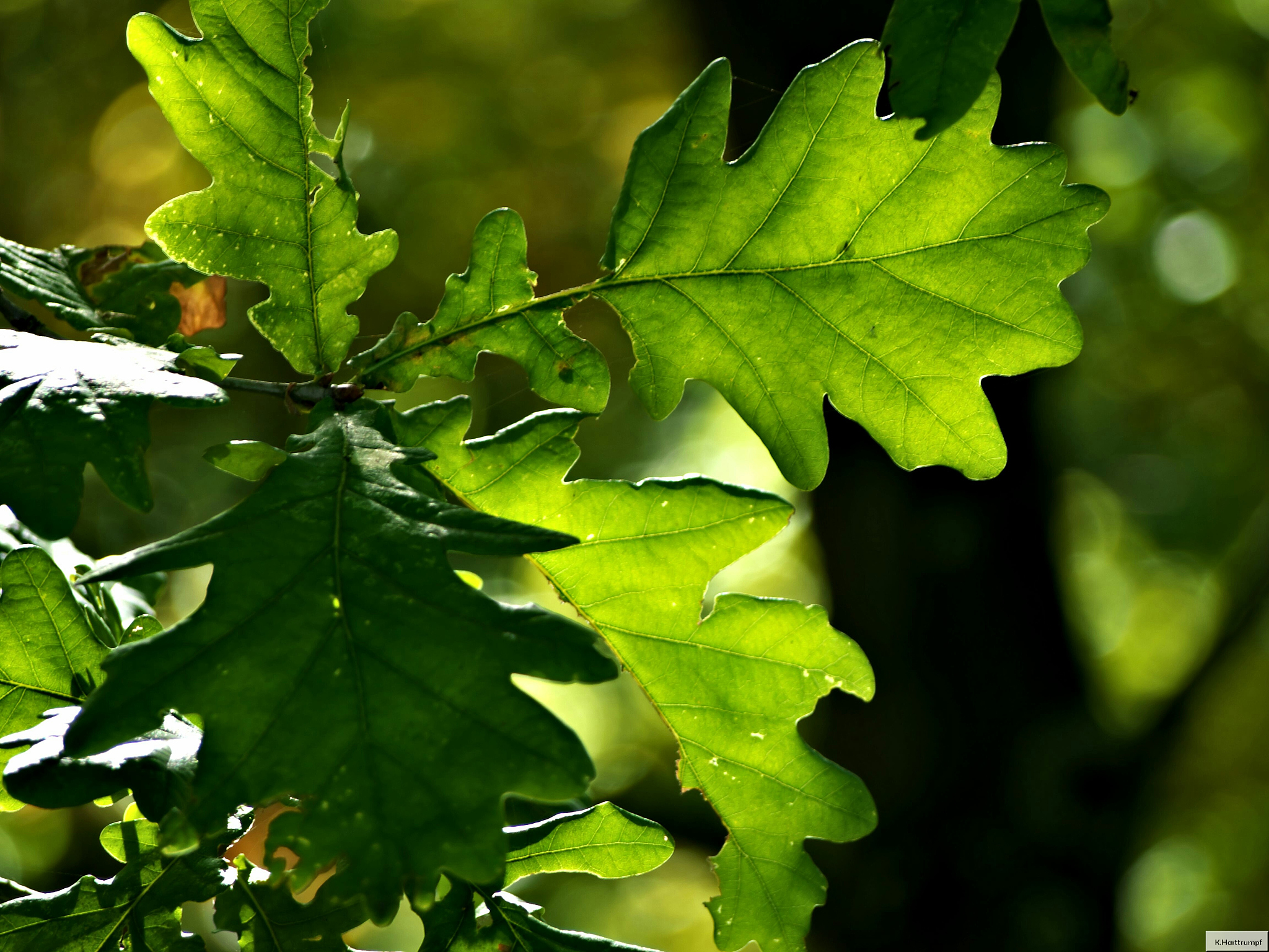 close-up of plants growing outdoors