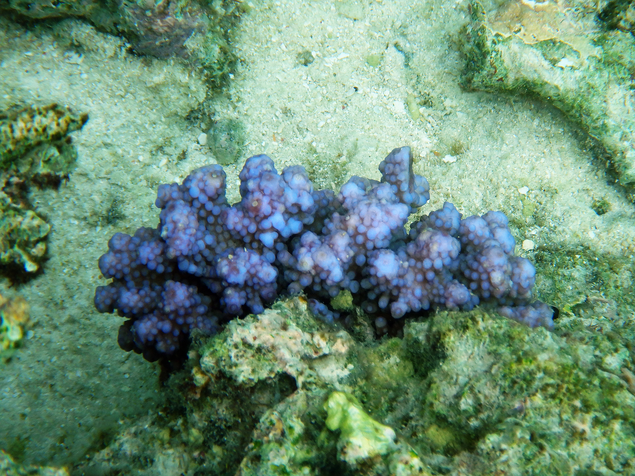 哪些裸藻含有布雷毒素？揭秘这类毒素的来源