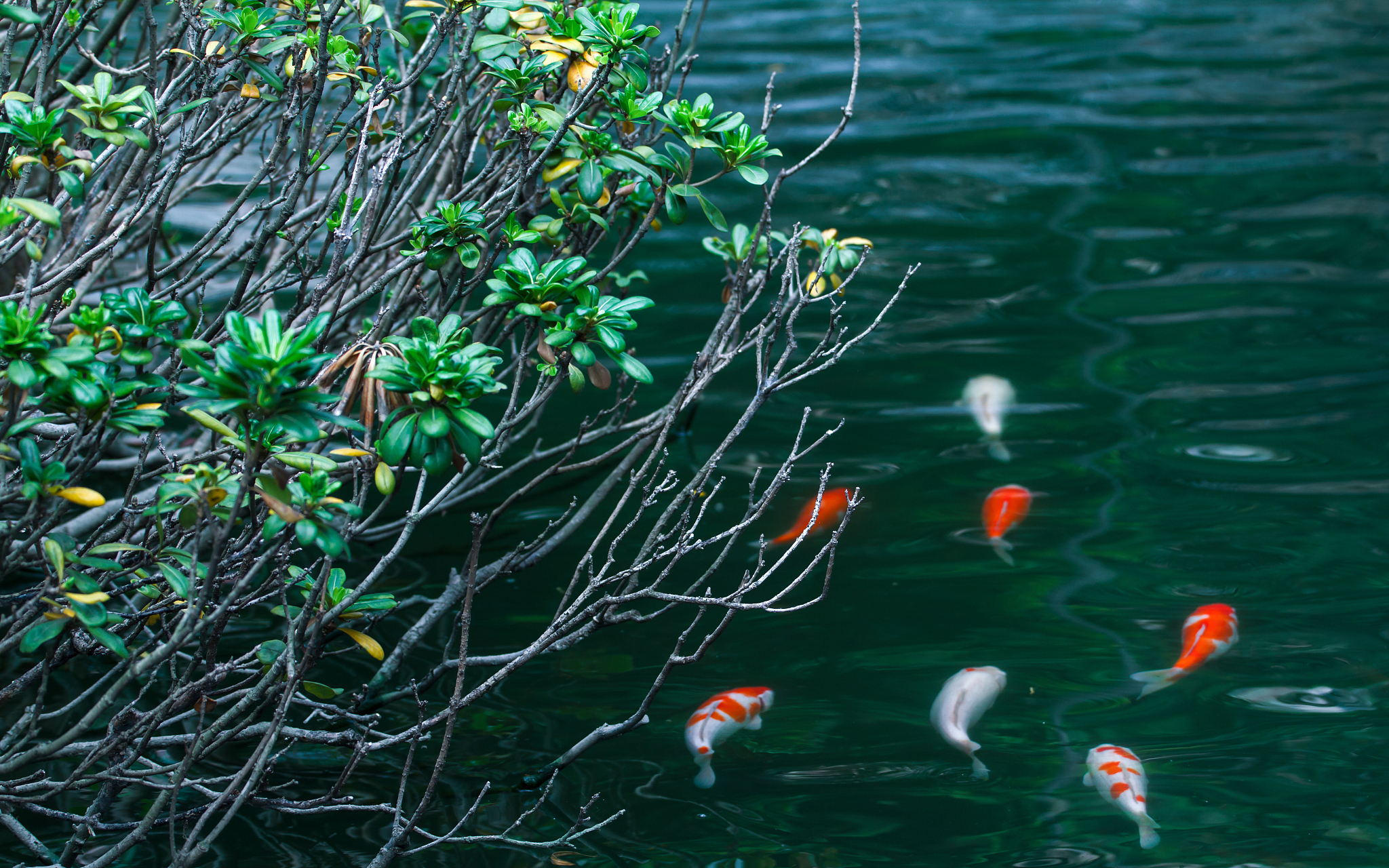 这是第一个雷雨夜。我在雨廊里一个人坐了下来。对大自然而言这是一个惊天动地之夜接下来大地要发生的事情可以顺理成章地预想：鳜鱼开始洄游鲫鱼寻找有草丛的水边孵卵桃树会发出第一枝绿焰韭衣脱尽分蘖新芽布谷鸟的叫声在山谷里一声长两声短水库里的野鸭深夜也叫了池塘漂起了茵茵浮萍美人蕉枯黄的直茎明日转青青蛙呱呱呱在冷夜独自鸣月。请根据以上文字意境写一首诗