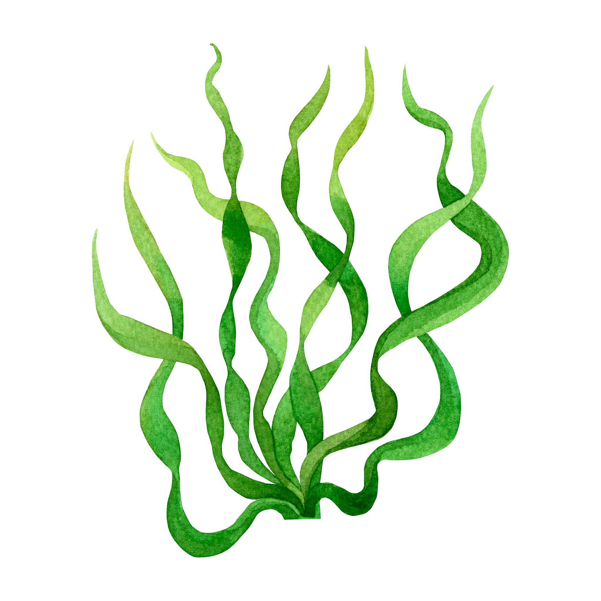 green seaweed, kelp in the ocean, watercolor hand painted elemen