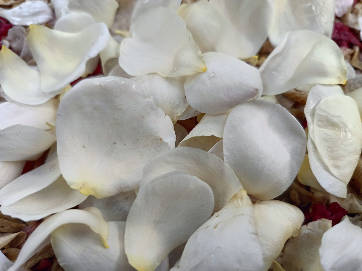 请不少于800汉字的博客文章语言要幽默风趣。主题是：百合的营养价值有哪些？百合能提高性功能吗