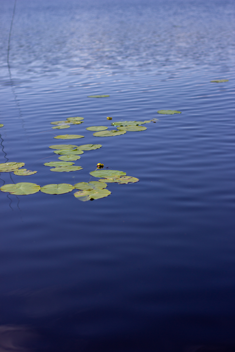 这个时候湖面波光粼粼阳光闪耀。
