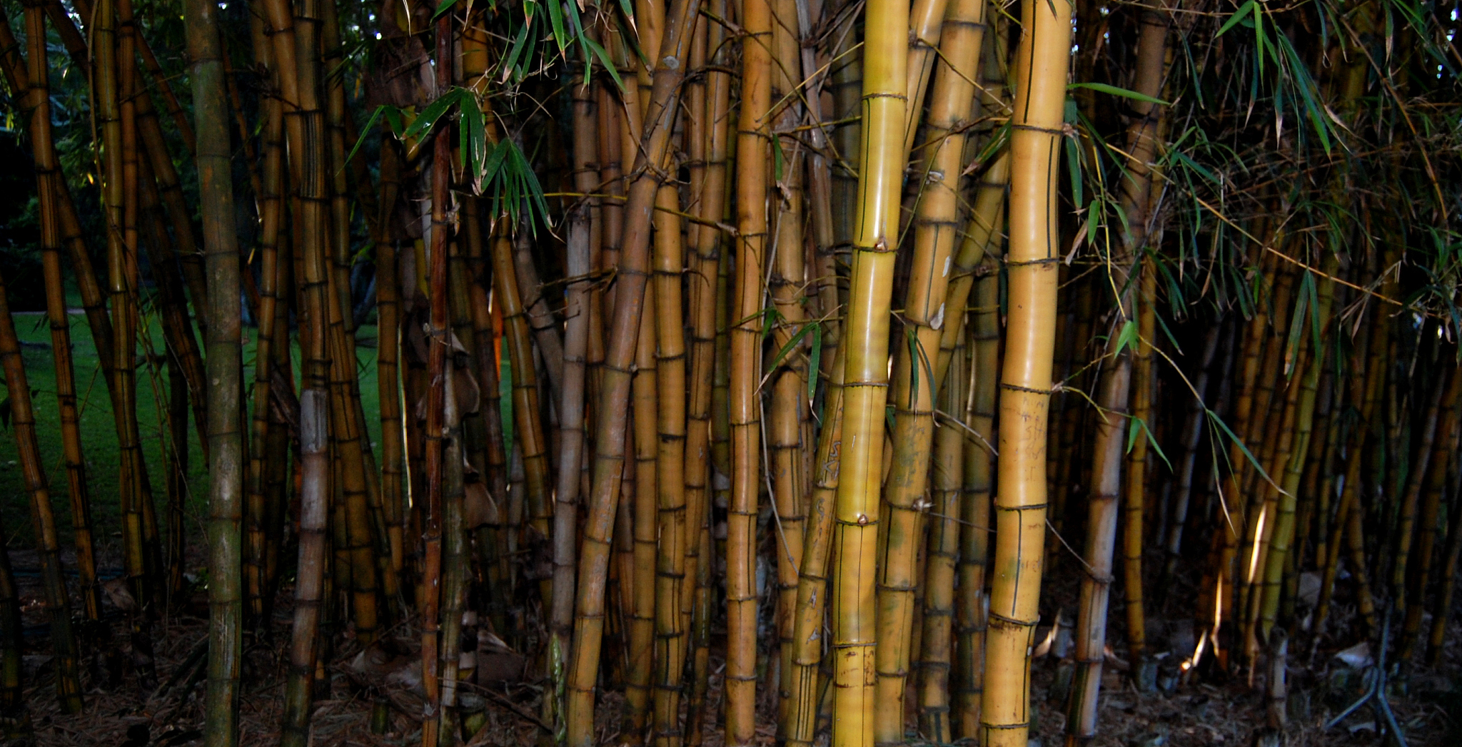 bamboo forest texture