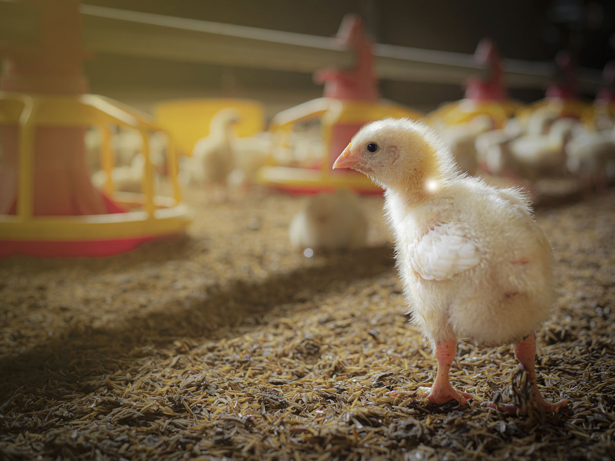 小鸡苗要注意什么帮我用210字详细描述