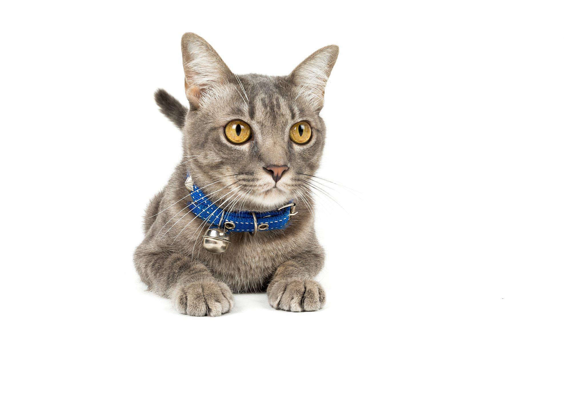 imagine a cute cat is playing ball。