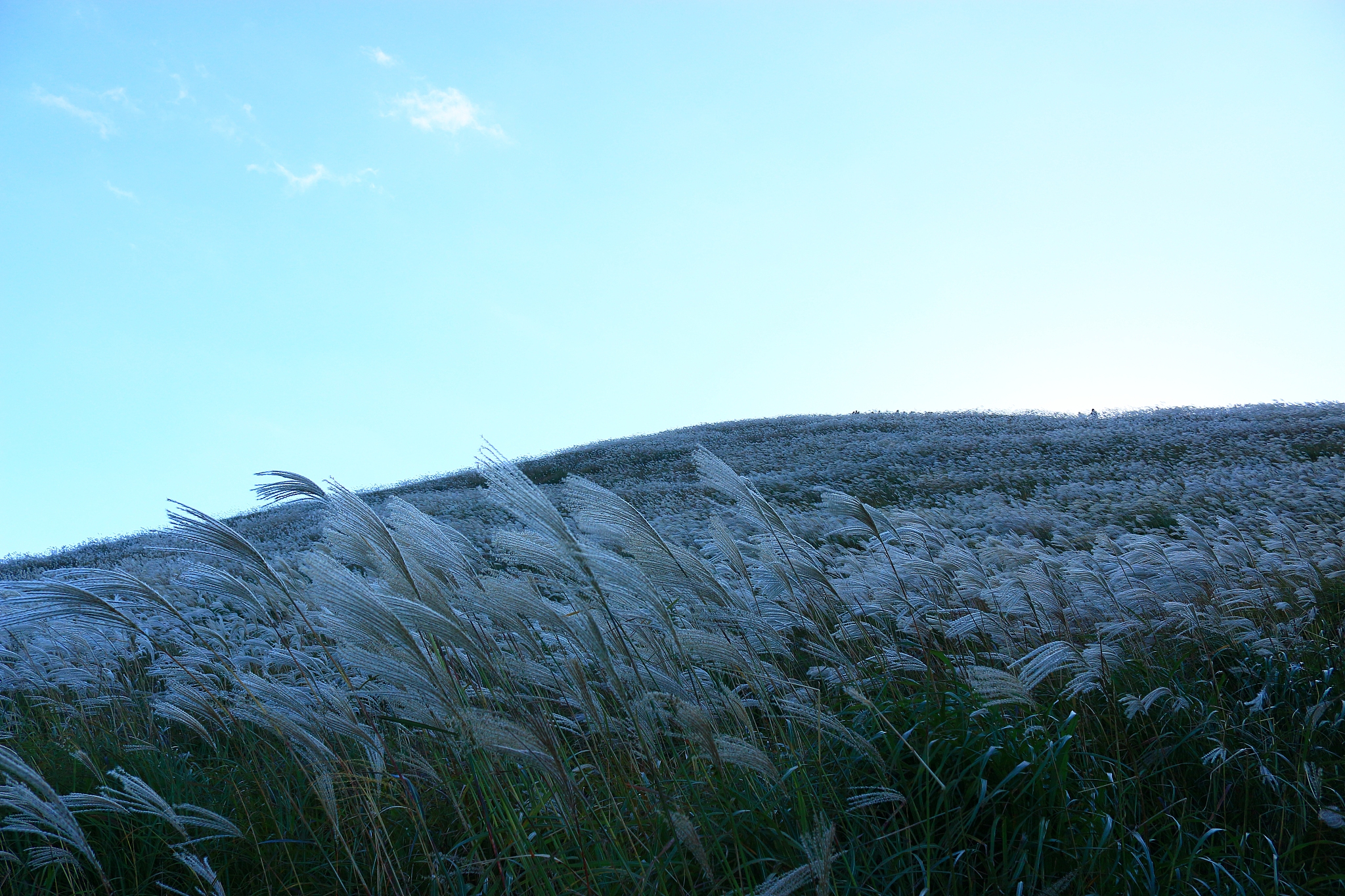 new star oreum, pampas, autumn, view,