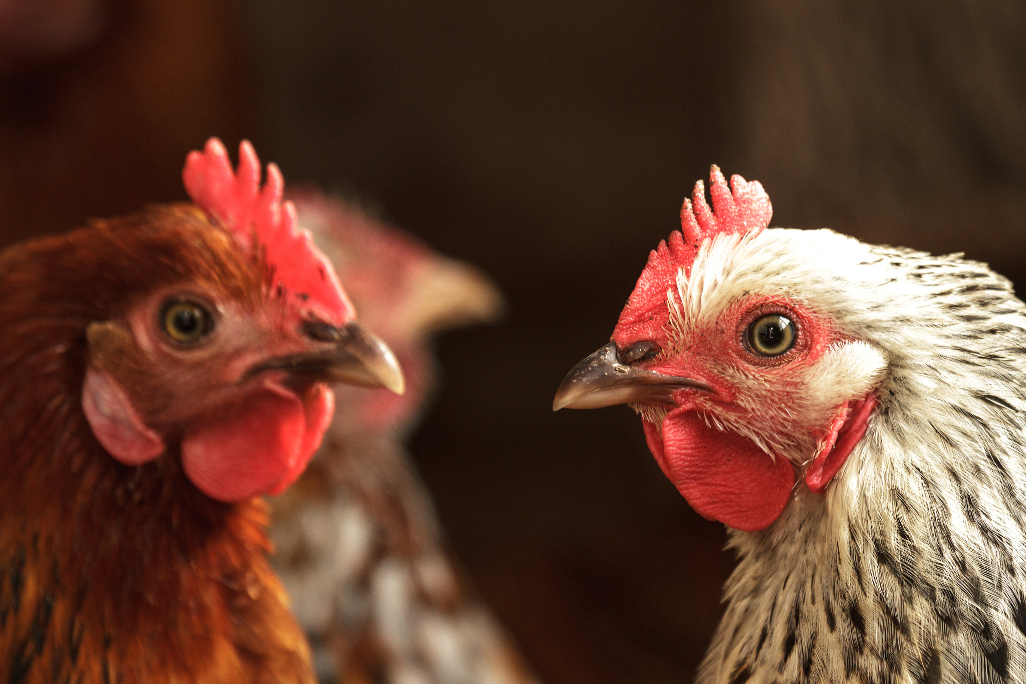 chicken