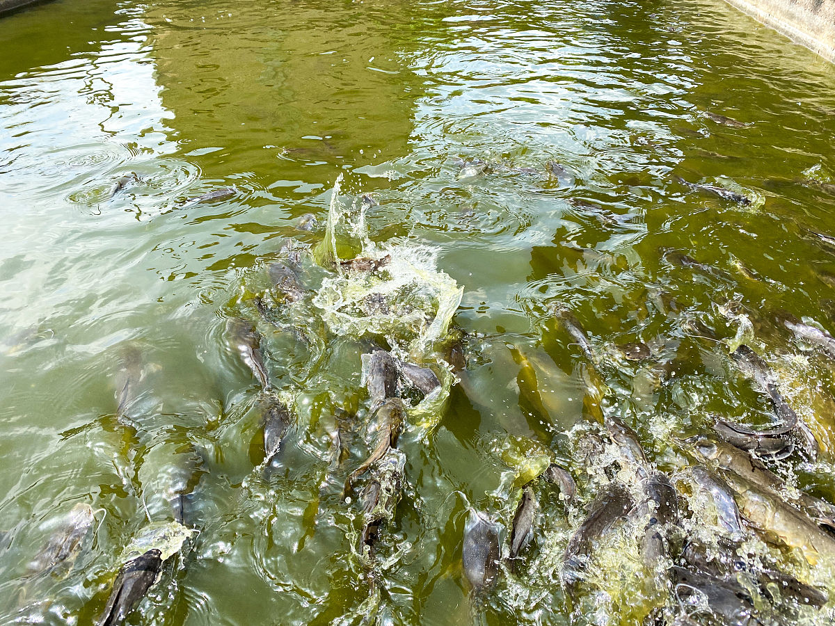 豆腐渣喂鱼：方法、注意事项及健康风险